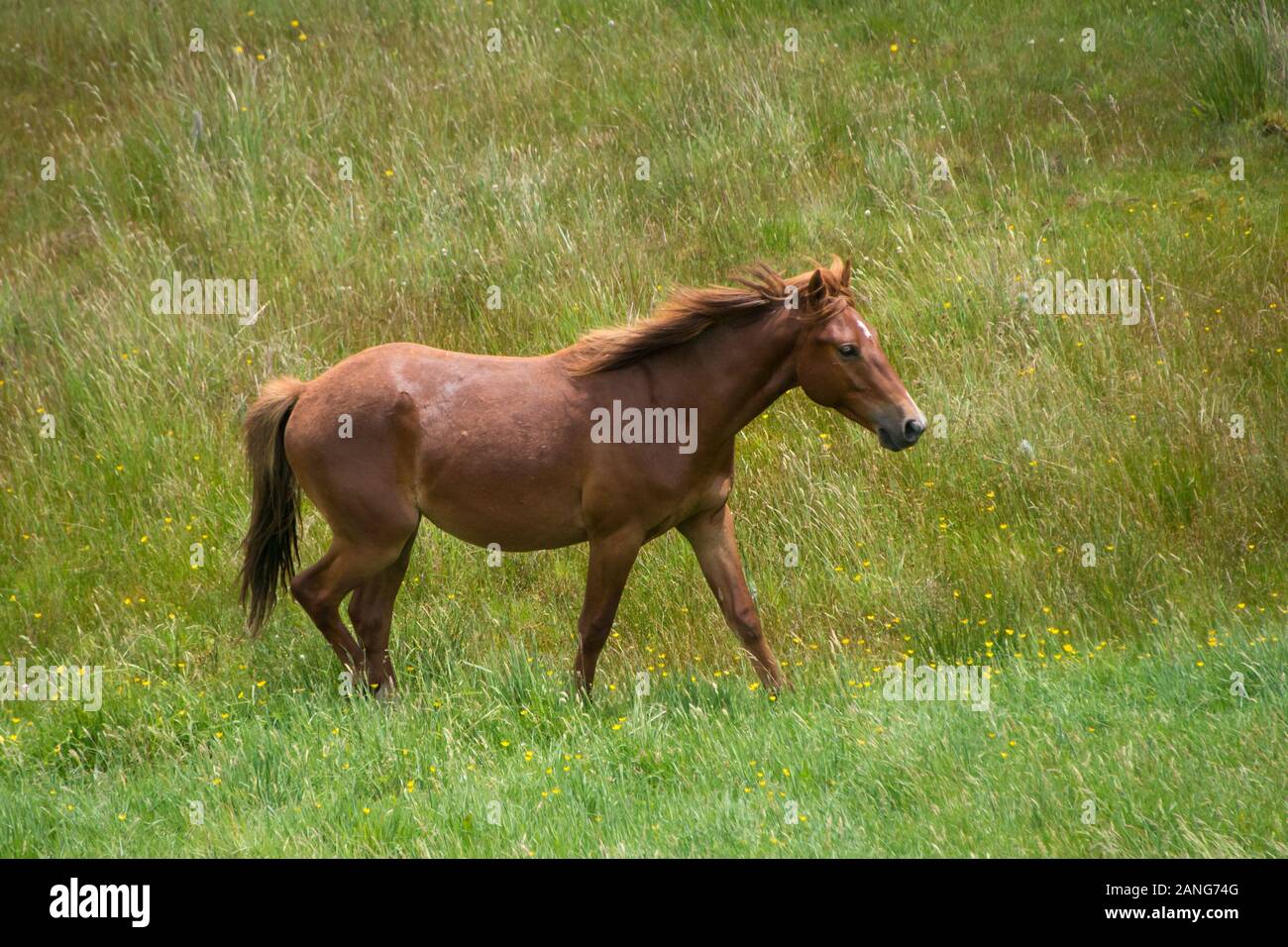 Wild Horse Kaimanawa Foto Stock