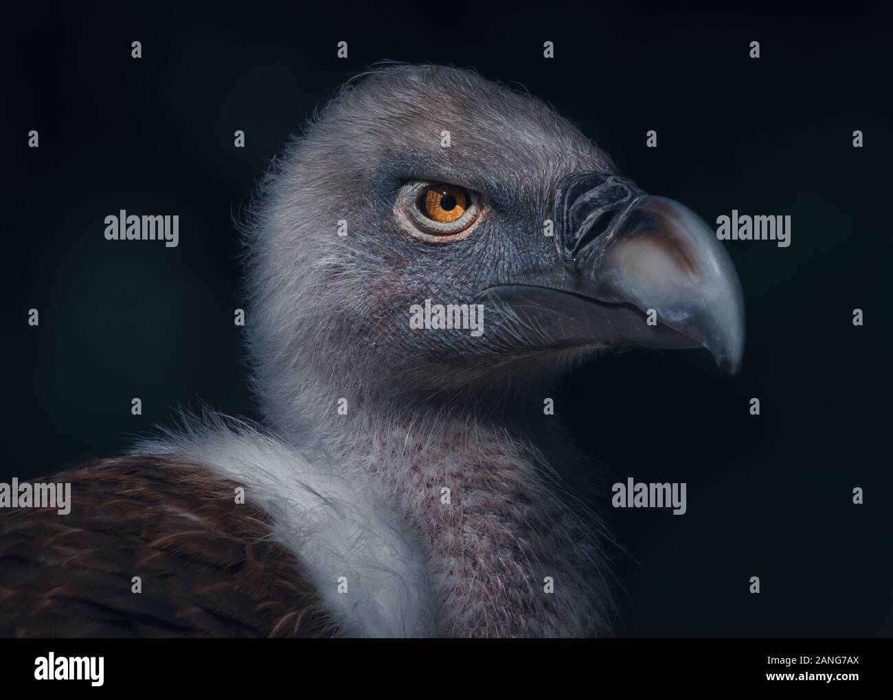 Attaccarsi al tema atmosferica che mi sembrano aver sviluppato. Questo avvoltoio possono essere trovati in tutta Europa e alcune di Asia ... ... Ancora mi ricorda Foto Stock