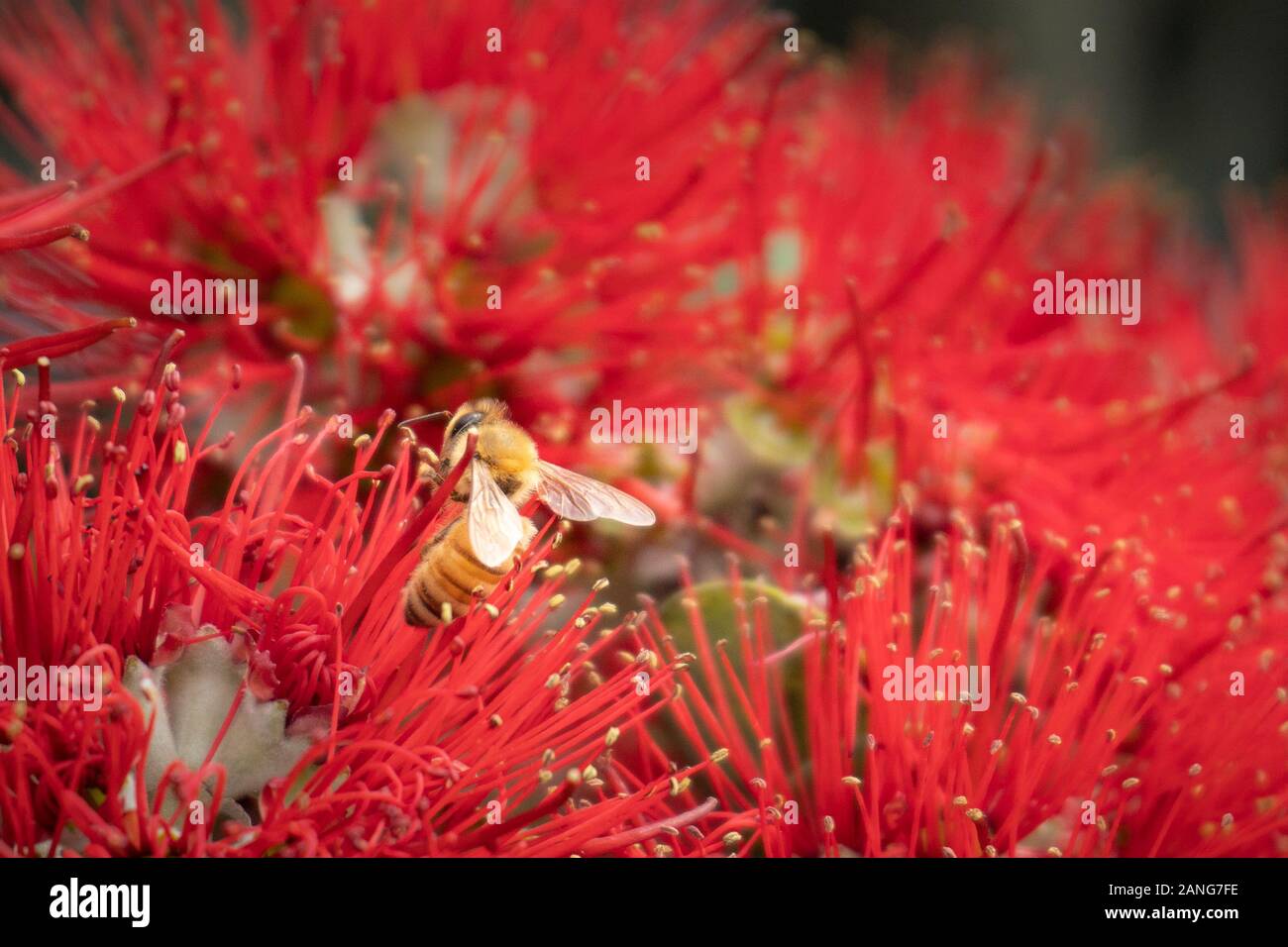 Un'ape è occupata la raccolta nettore dalla Nuova Zelanda albero di Natale o Pohutukawa che è in piena fioritura in giro per Auckland in Dicembre Foto Stock