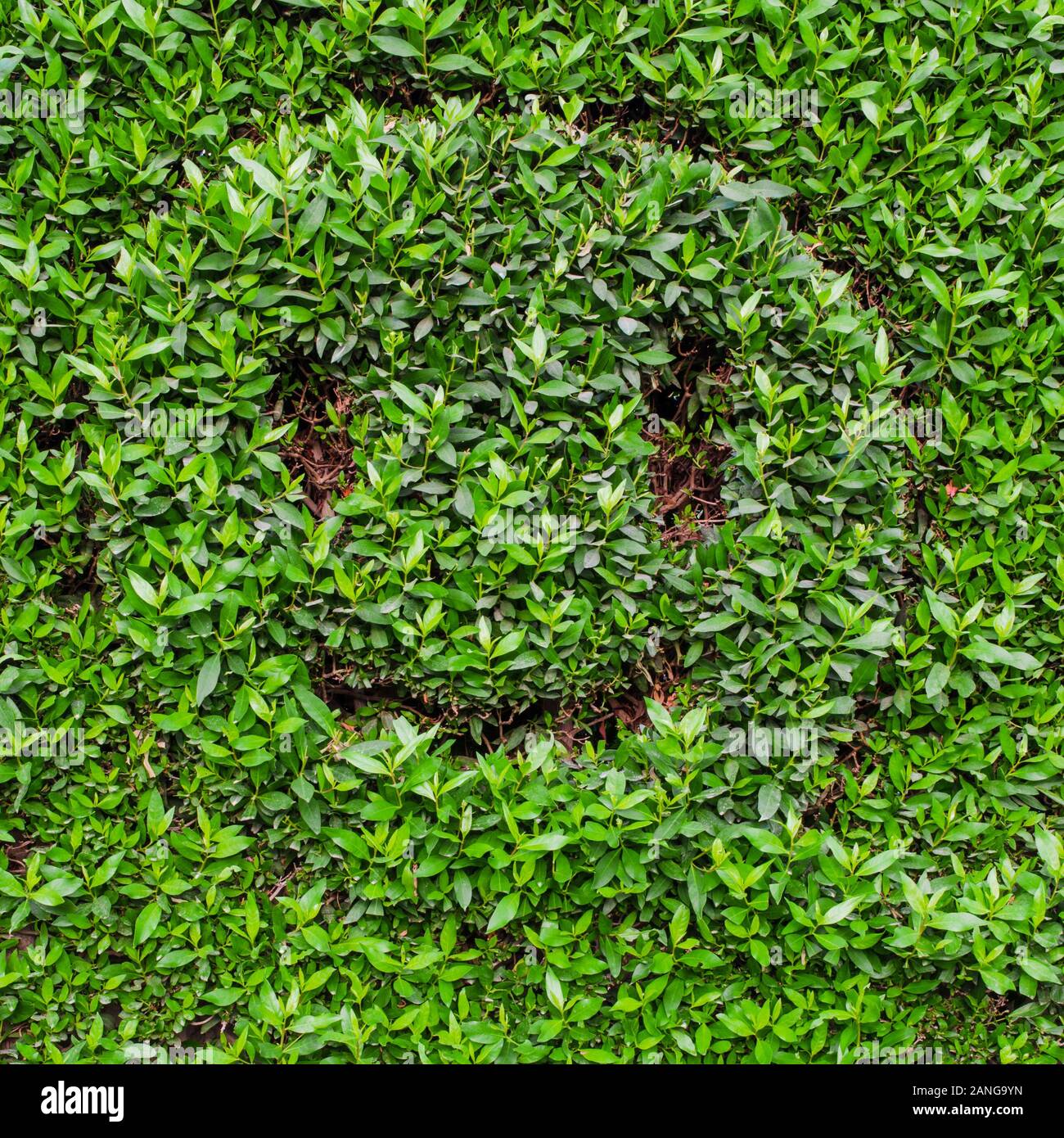 Sorridendo gli Emoji. Gli Emoji con un sorriso su foglie verde dello sfondo. Emozioni positive concept Foto Stock