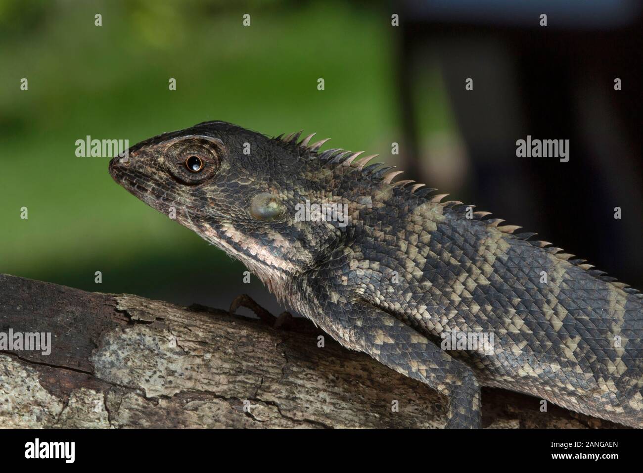 Giardino lizard, Calotes irawadi, Drago comune lucertola, trovati in tutto il nordest dell India e del Myanmar Foto Stock
