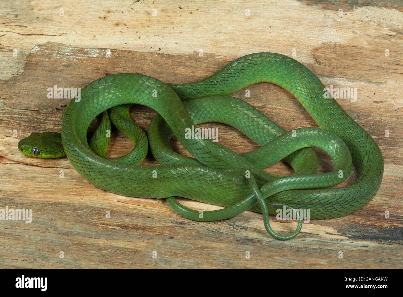 Boiga cyanea, Colubrid snake delle specie che si trovano in Asia del Sud, la Cina e il sud-est asiatico Foto Stock