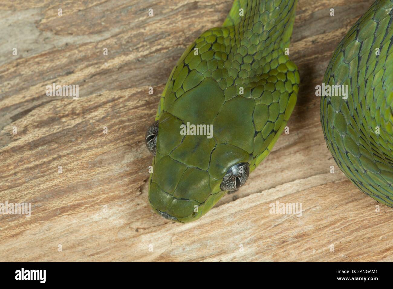 Boiga cyanea, Colubrid snake delle specie che si trovano in Asia del Sud, la Cina e il sud-est asiatico Foto Stock
