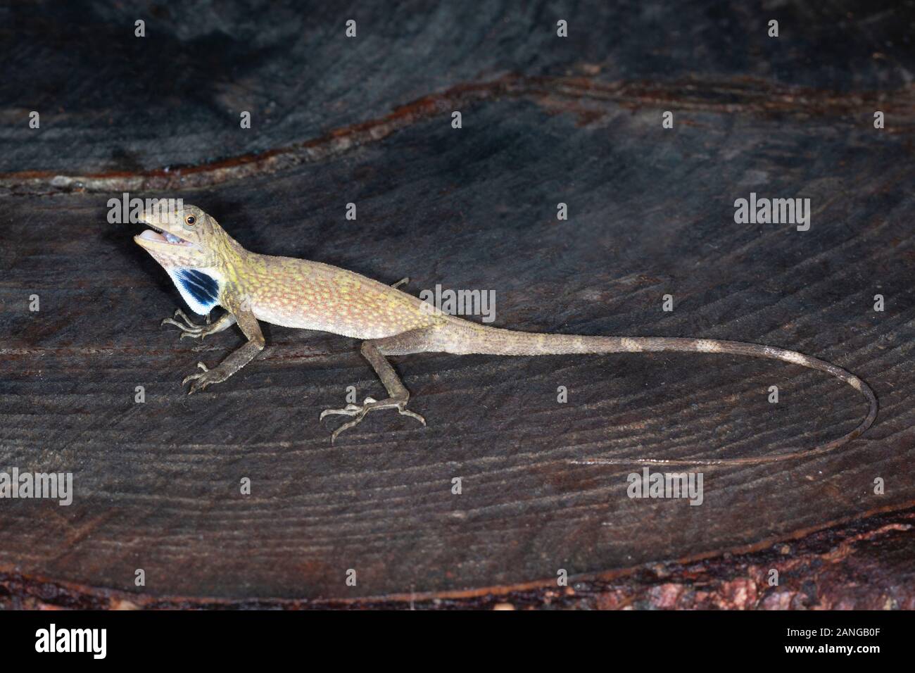 La ventola di colore blu-throated lizard, Ptyctolaemus gularis è una specie di drago lucertola trovata in Bangladesh, Cina, Tibet, India Foto Stock