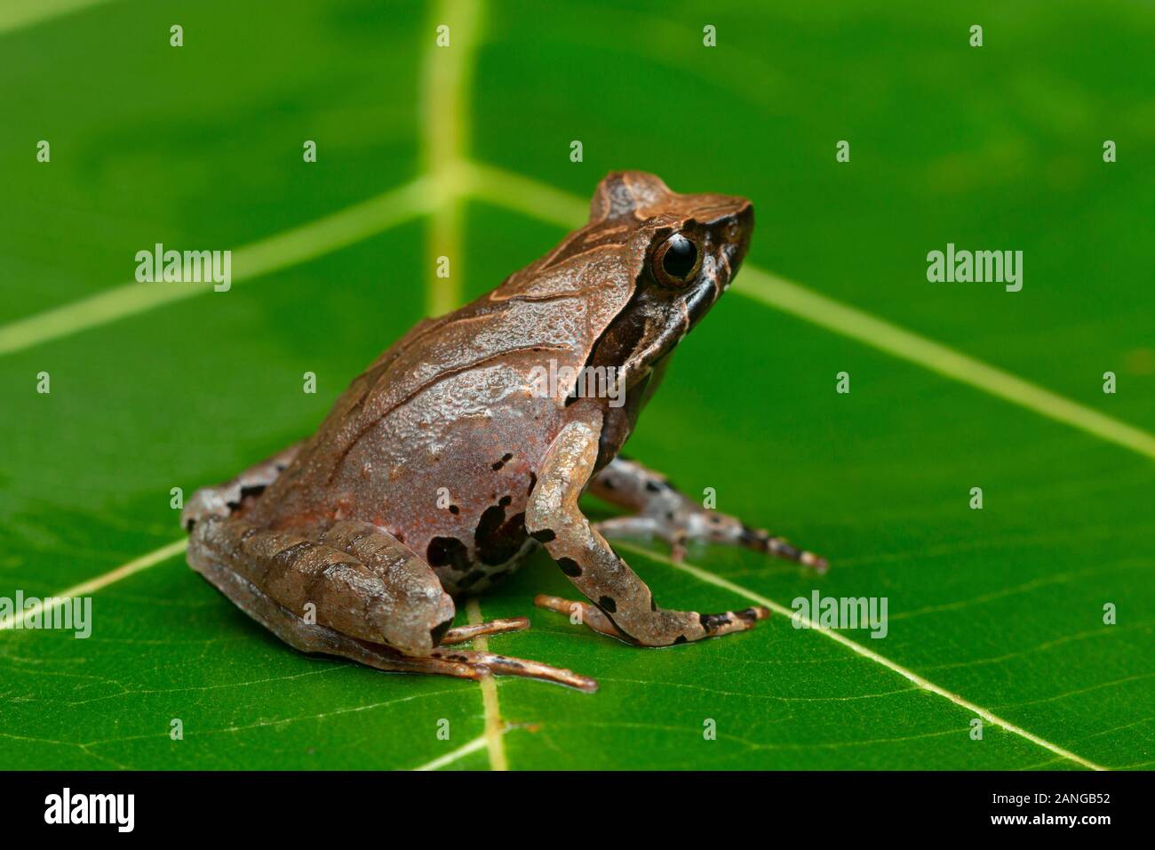 Megophrys major è una specie di rospo trovato nel Nordest dell India Foto Stock