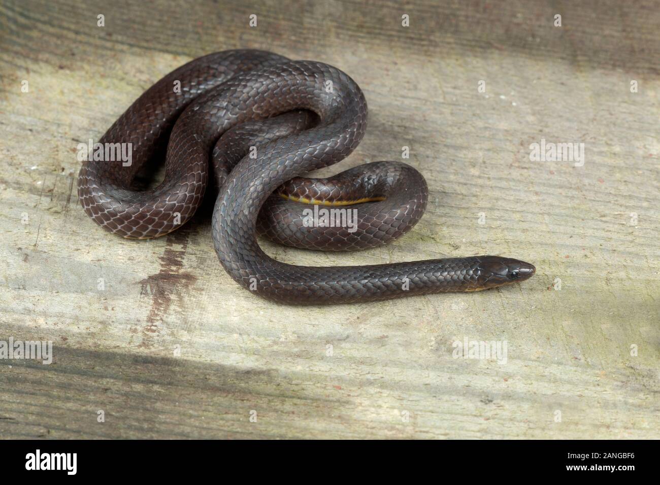 Trachischium esili serpenti o worm-mangiare serpenti, sottofamiglia Natricinae famiglia Colubridae. Endemica in Asia. Foto Stock