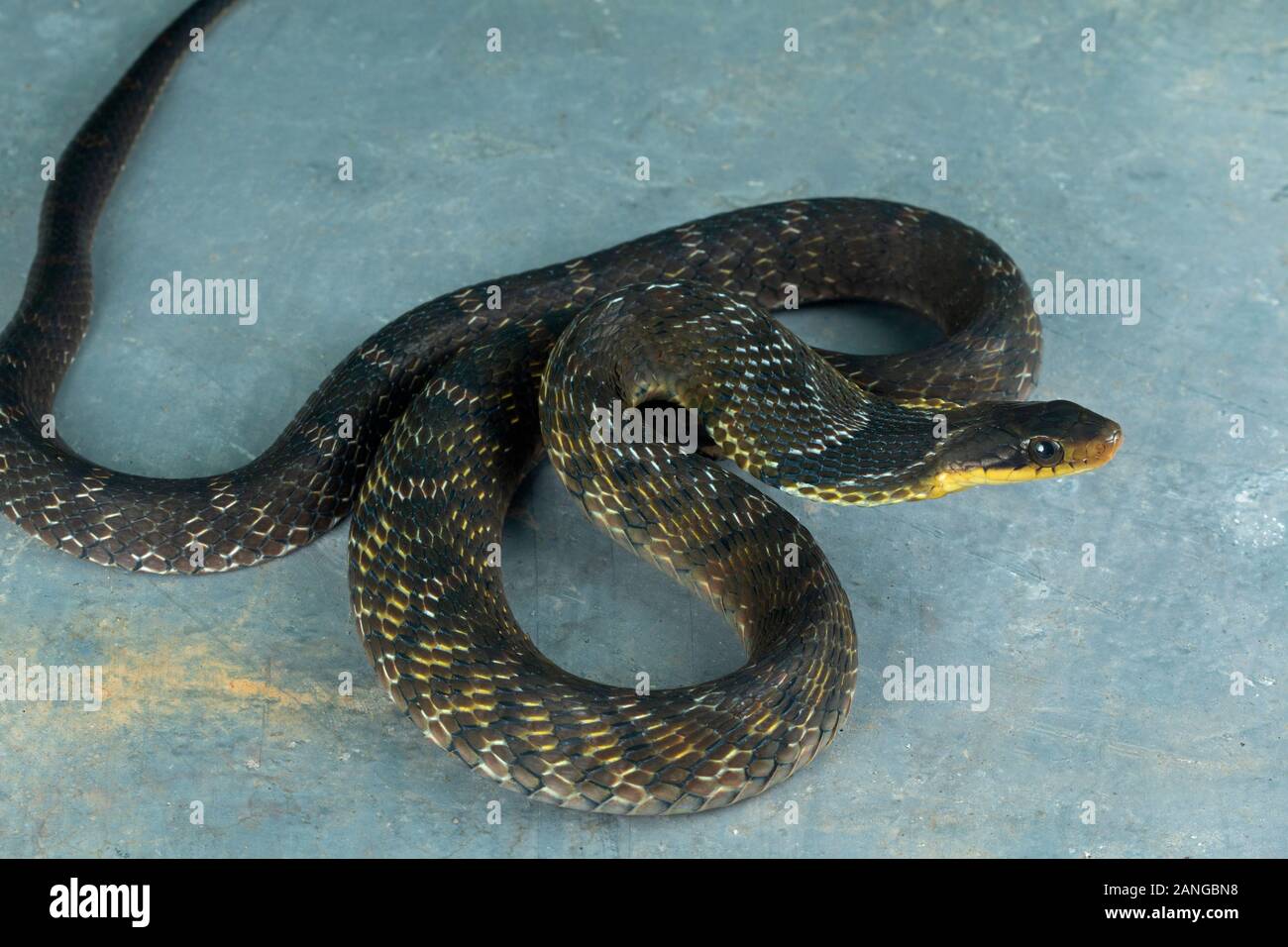 Pseudoxenodon macrops, comunemente noto come il grande-eyed serpente di bambù o il Falso cobra endemica in Asia. Foto Stock
