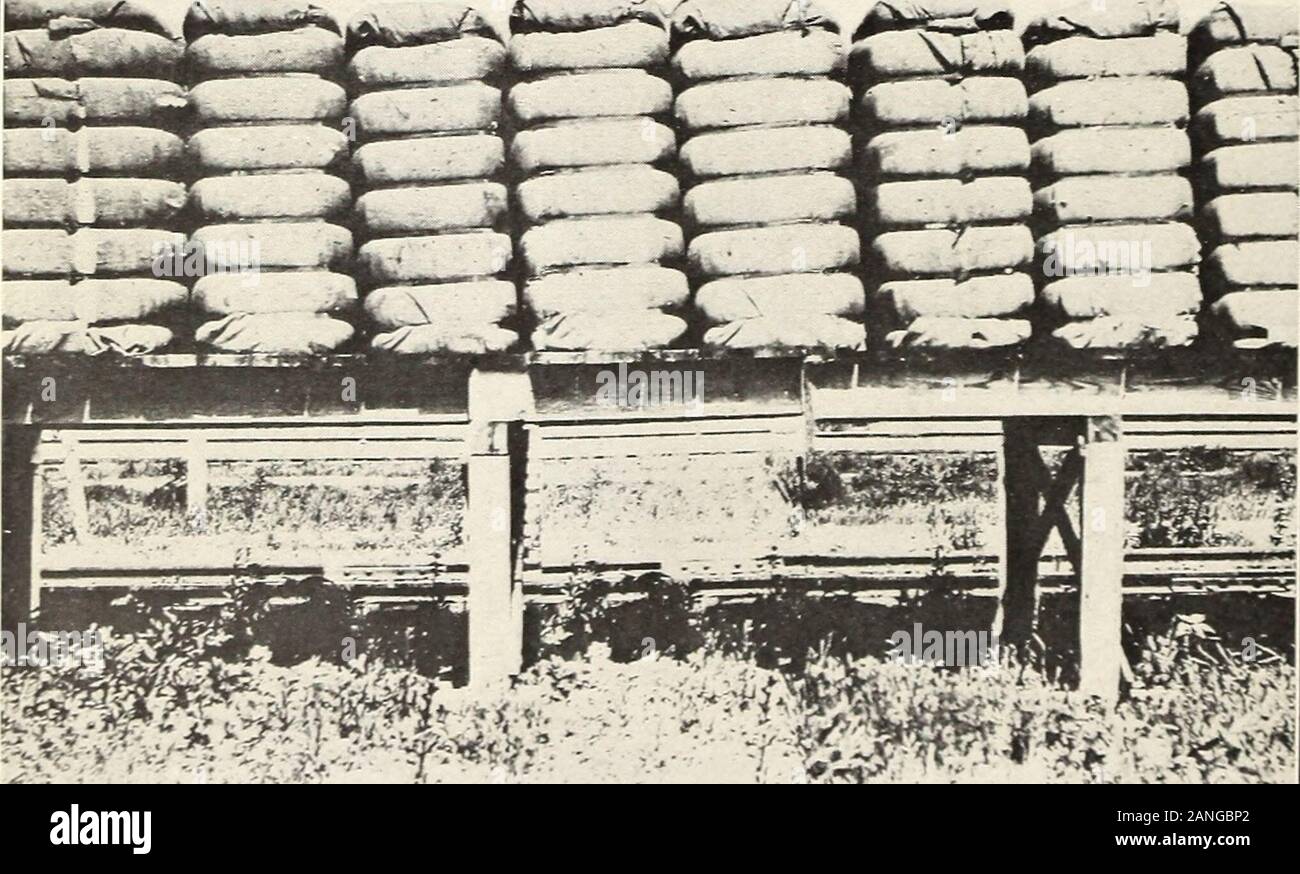 La gestione e la commercializzazione del cotone Arizona-Egyptian del sale lungo la valle del fiume . Fig. 1 .-Gin o balle di piatto sulla destra; Railroad balle pressate sulla sinistra.. V& Fig. 2.-Gin-Compressed balle. Lug. 311, U. S. Dipartimento di Agricoltura. Piastra III. Foto Stock