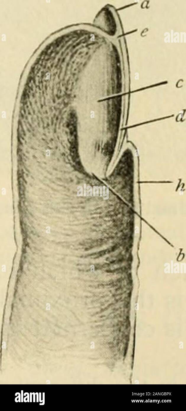 Anatomia Umana, tra cui la struttura e lo sviluppo e considerazioni di ordine pratico . Foto Stock