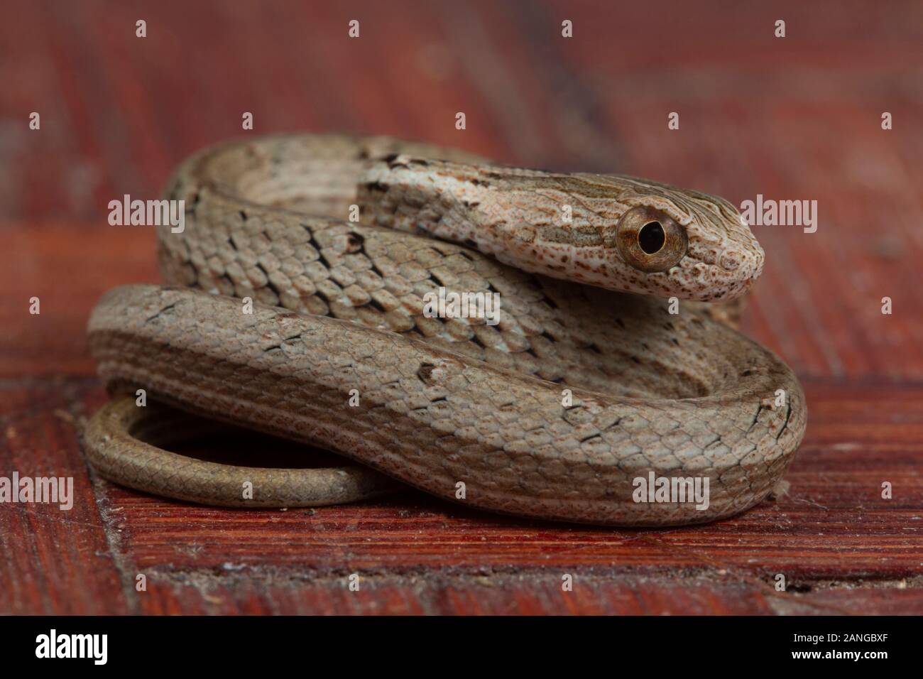 Psammodynastes pulverulentus, le simulazioni comune viper, è una specie di serpente nativa per l'Asia. Foto Stock