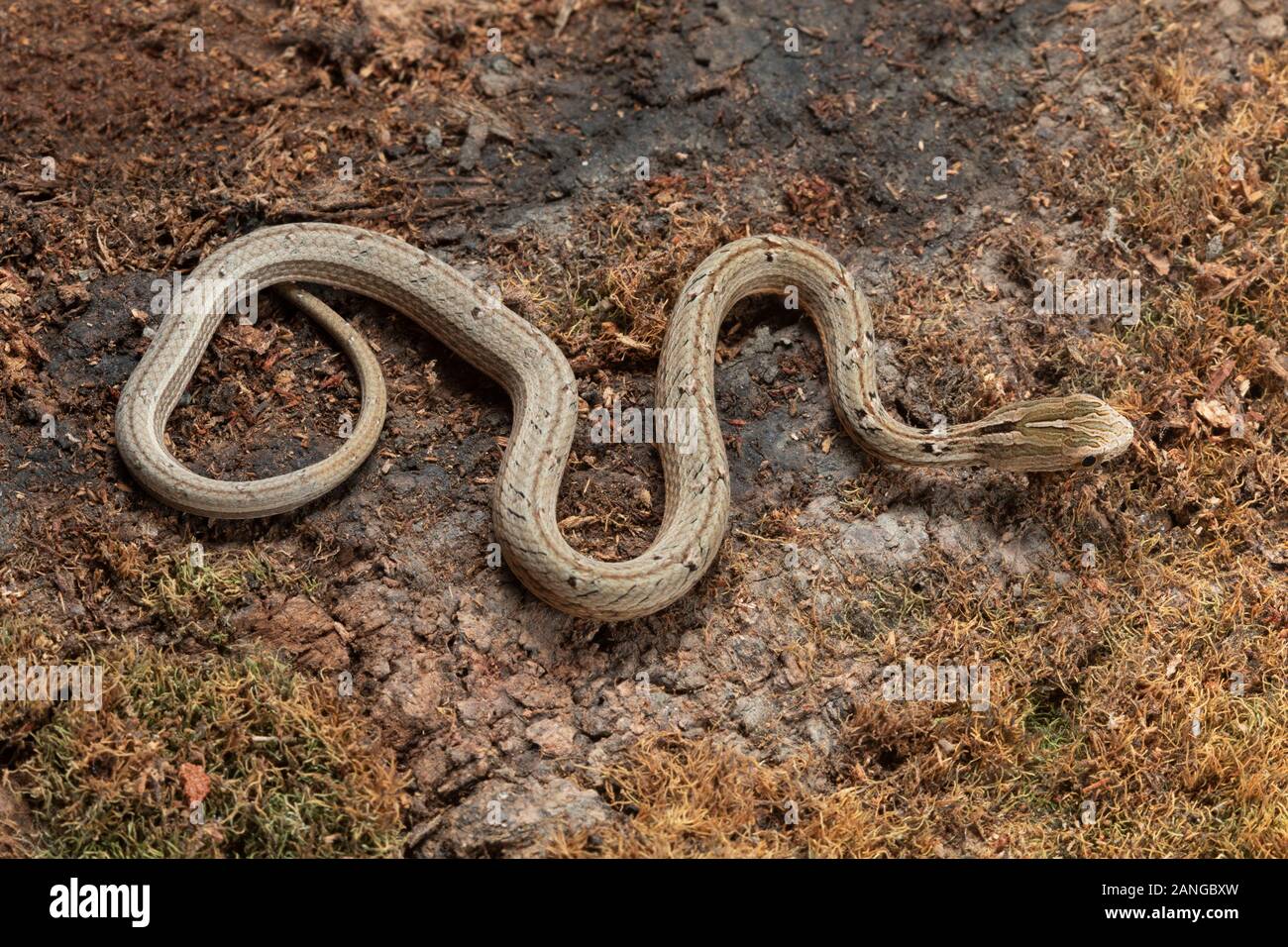 Psammodynastes pulverulentus, le simulazioni comune viper, è una specie di serpente nativa per l'Asia. Foto Stock