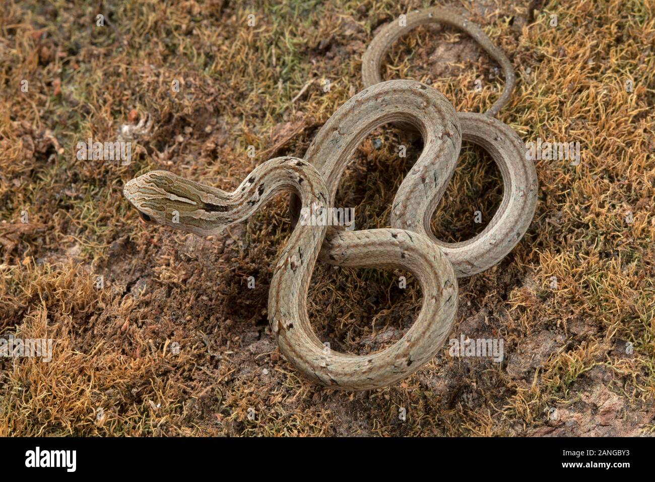 Psammodynastes pulverulentus, le simulazioni comune viper, è una specie di serpente nativa per l'Asia. Foto Stock