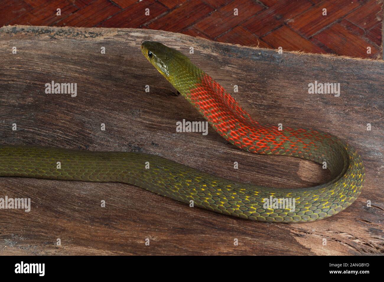 KEELBACK A COLLO ROSSO, Rhabdophis subminiatus VENOMOUS COMUNE, famiglia Colubridae. La specie è endemica in Asia. Foto Stock