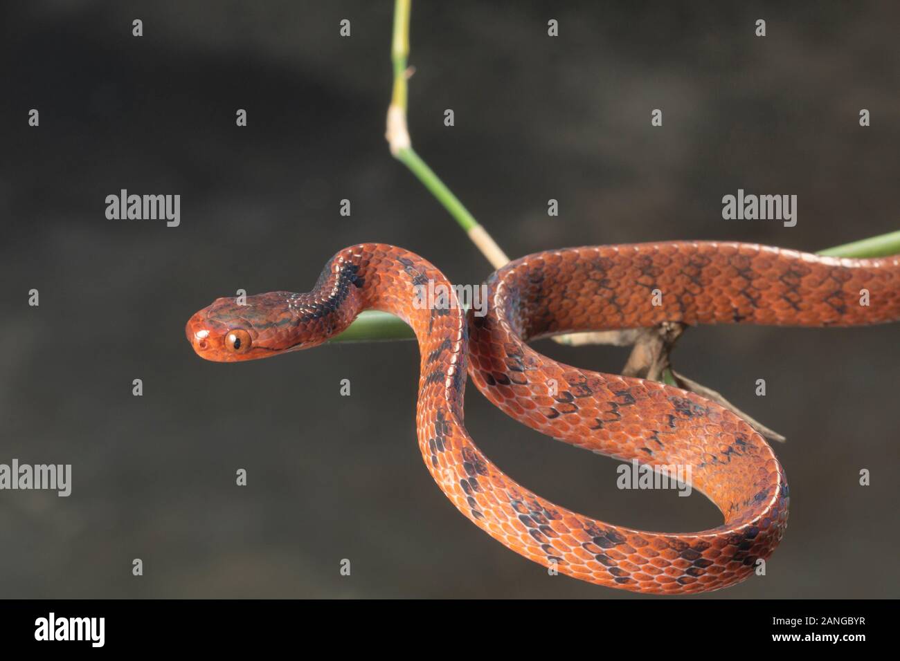 Il comune slug snake, Pareas monticola, è una specie di serpente trovato nel Nordest dell India Foto Stock