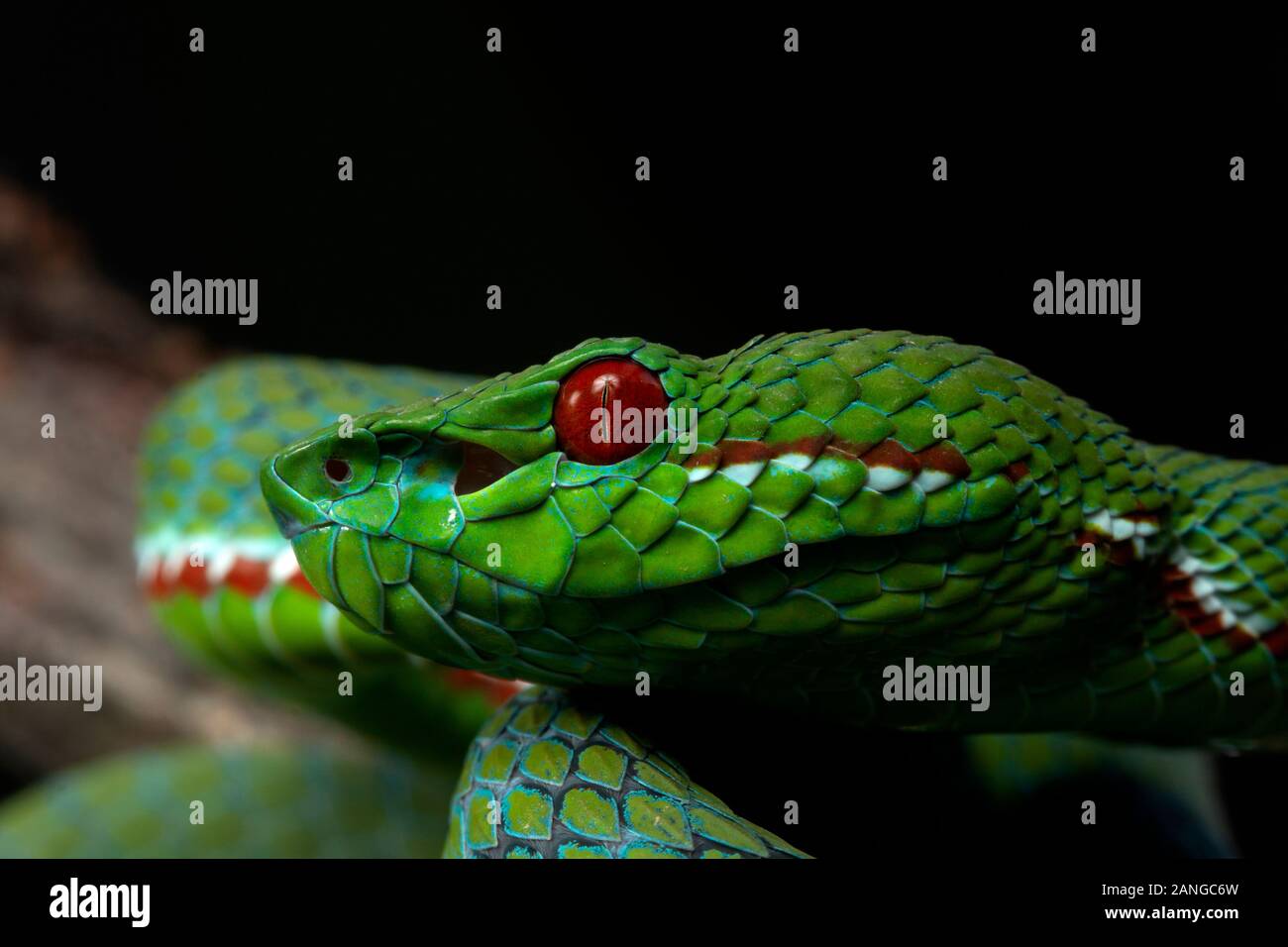 Trimeresurus popeiorum o papa's pit viper, infame nativo a nord e nord-est parti dell India Foto Stock