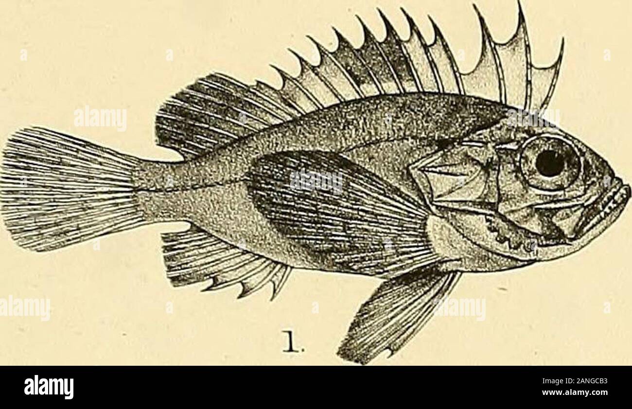 I pesci di India ed essendo una storia naturale di pesci noti per abitano i mari e fresche acque di India, Birmania e Ceylon . Per 1 de ti Litta Maxterii Bros imj 1, PTER01S VOLITANS. 2, pag. miglia. 3.P.C1NCTA.. 4. APISTUS CARTNATUS 5, GYMNAPISTES NIGER. Giorni pesci di India. Kate xxxvin. Foto Stock