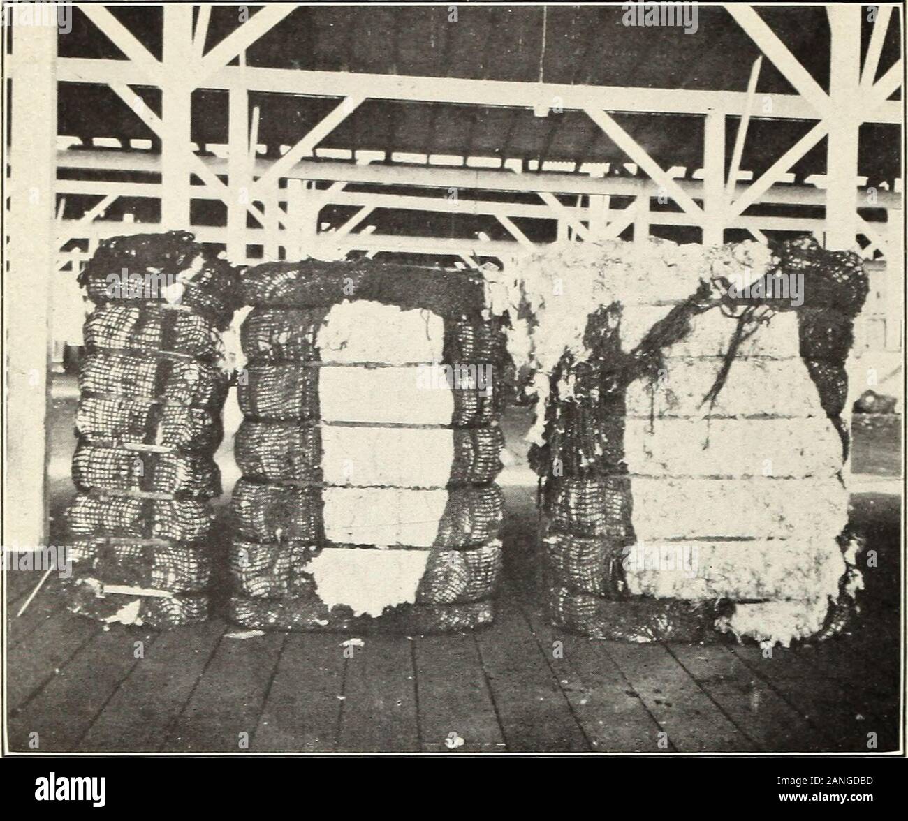 La gestione e la commercializzazione del cotone Arizona-Egyptian del sale lungo la valle del fiume . Fig, 2.-American balla in Liverpool, mostrandoImproperly-Covered cotone. Fig. 3.-Gin-Compressed balla. Bui. 31 1, U. S. Dipartimento di Agricoltura. Piastra II.. Fig. 1 .-Gin o balle di piatto sulla destra; Railroad balle pressate sulla sinistra. Foto Stock