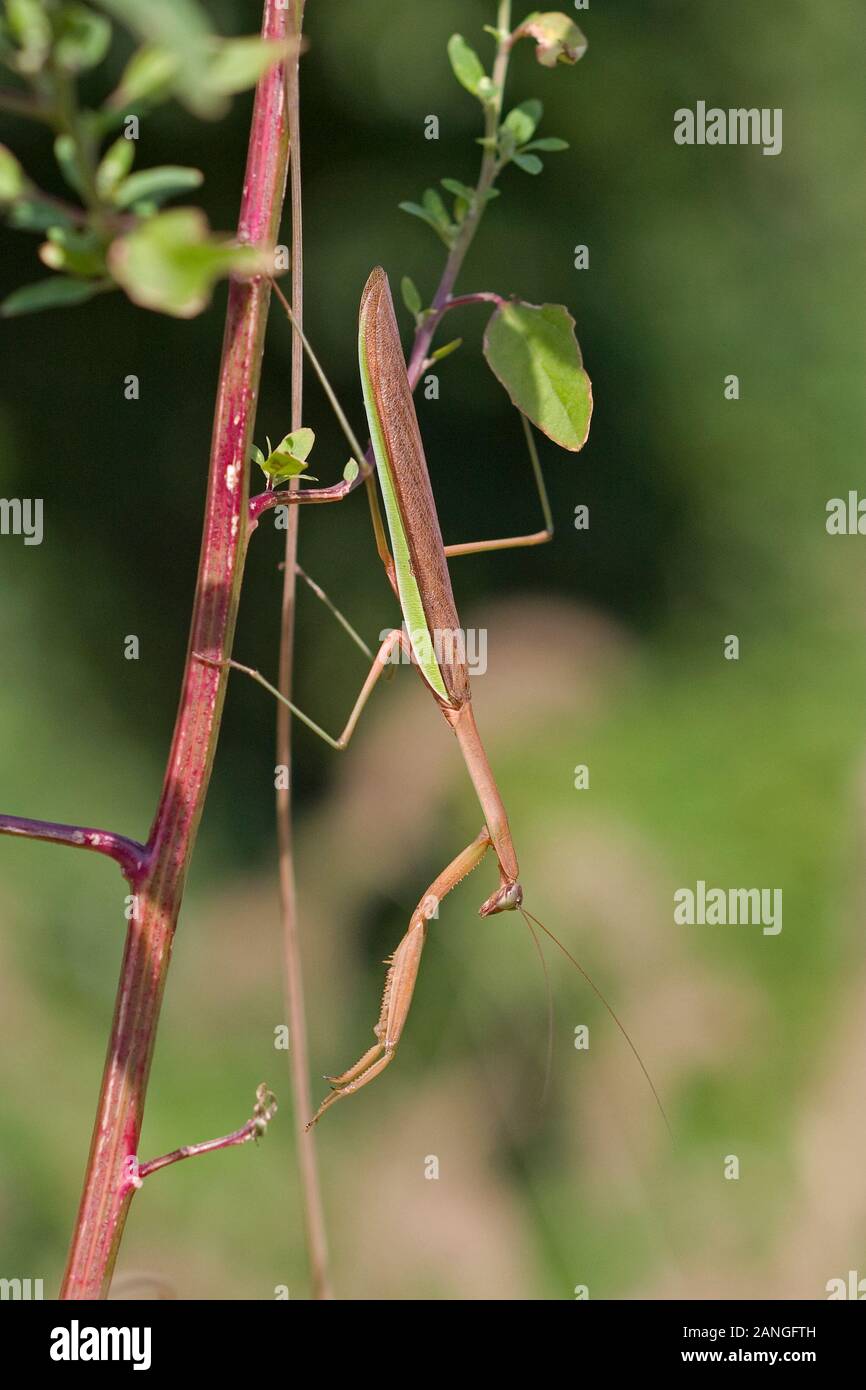 Cinese (Mantis Tenodera sinensis) Foto Stock