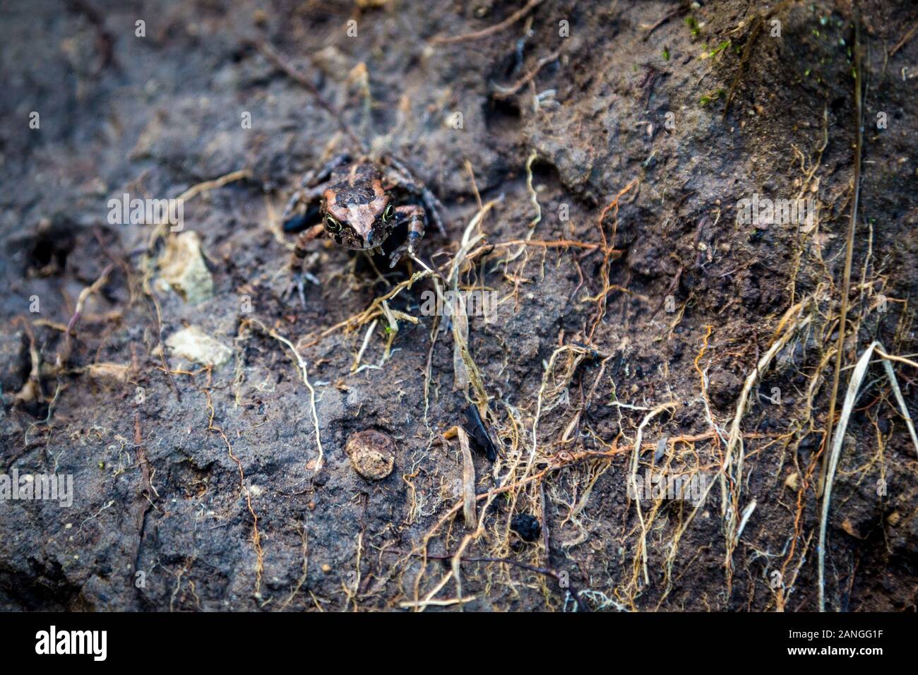 Una ben mimetizzata piccola rana con un colore marrone-nero pattern è seduta sul terreno fangoso, Sud Africa Foto Stock