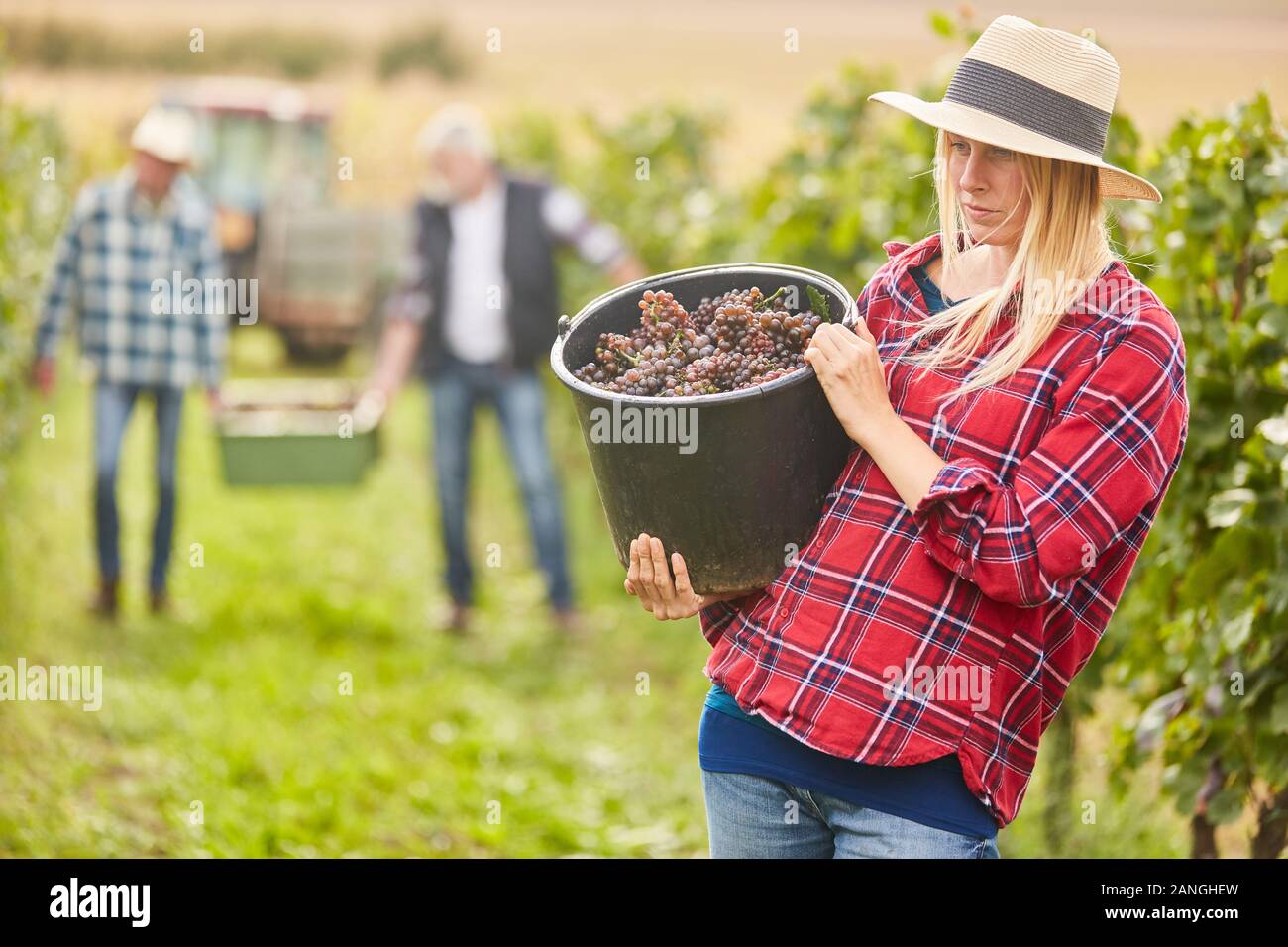 La donna come un assistente di raccolto con uve in un cucchiaio di uva raccolta nella vigna Foto Stock