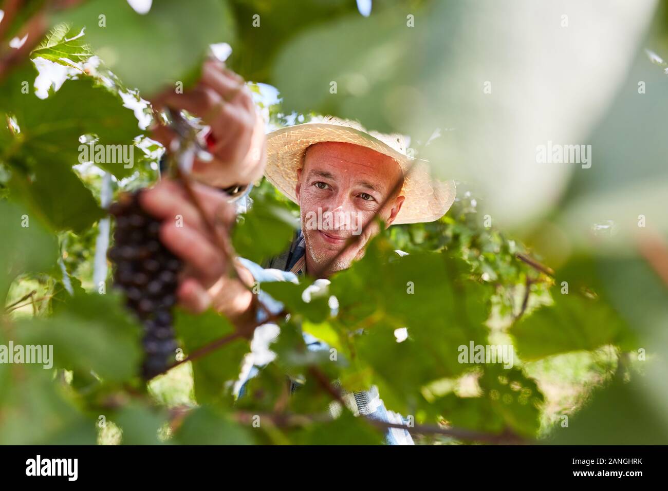 Semoventi o viticoltori il taglio di un vitigno di uve rosse Foto Stock