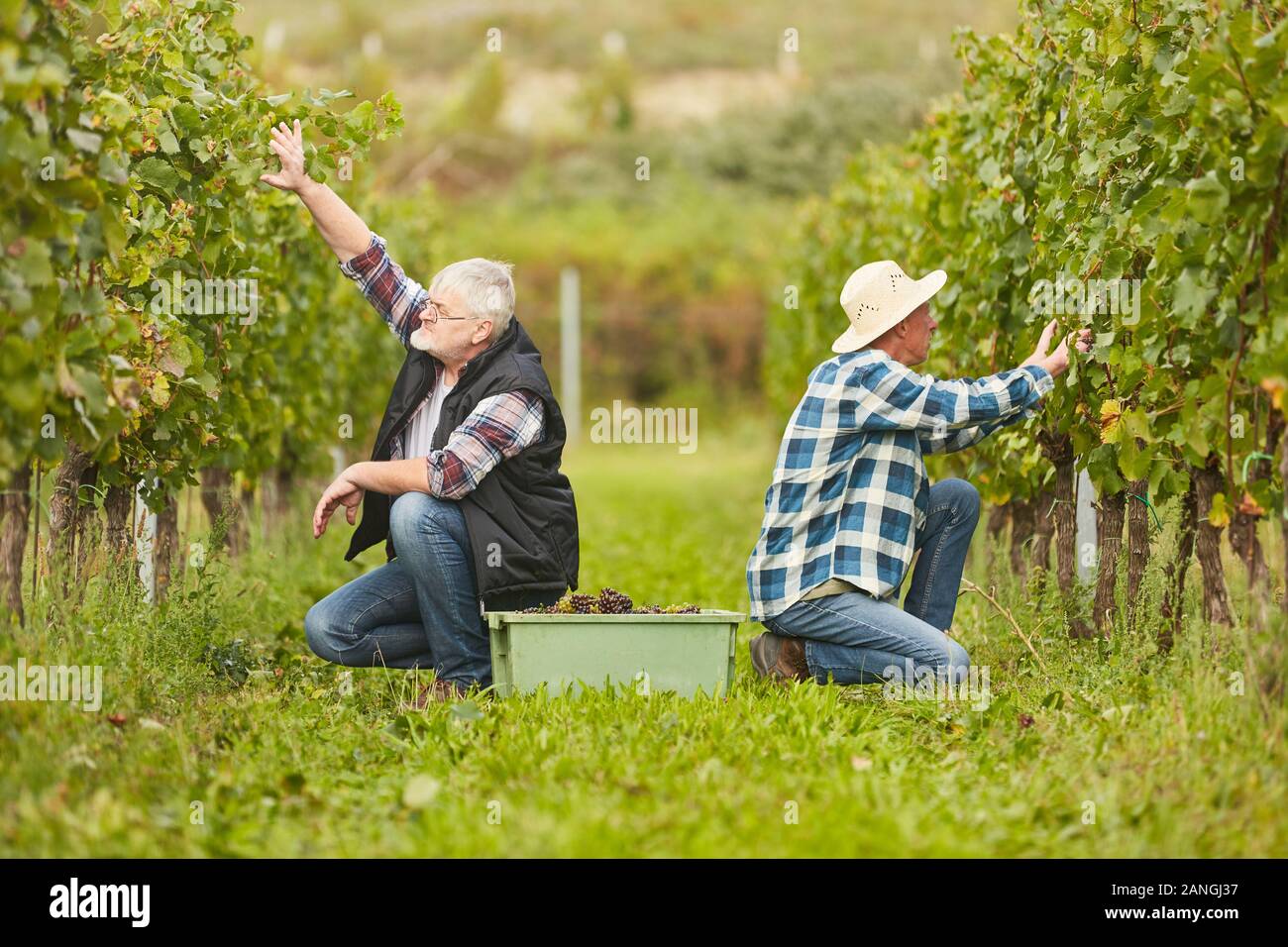Due messe operai o lavoratori stagionali raccogliere uva in vigna Foto Stock