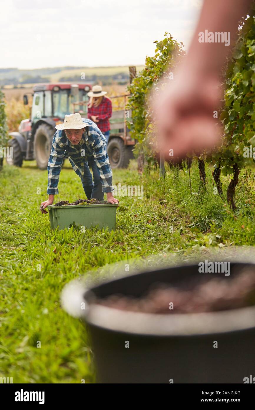 Aiutanti di raccolto o lavoratori stagionali vino trasporto messe in casse e secchi Foto Stock