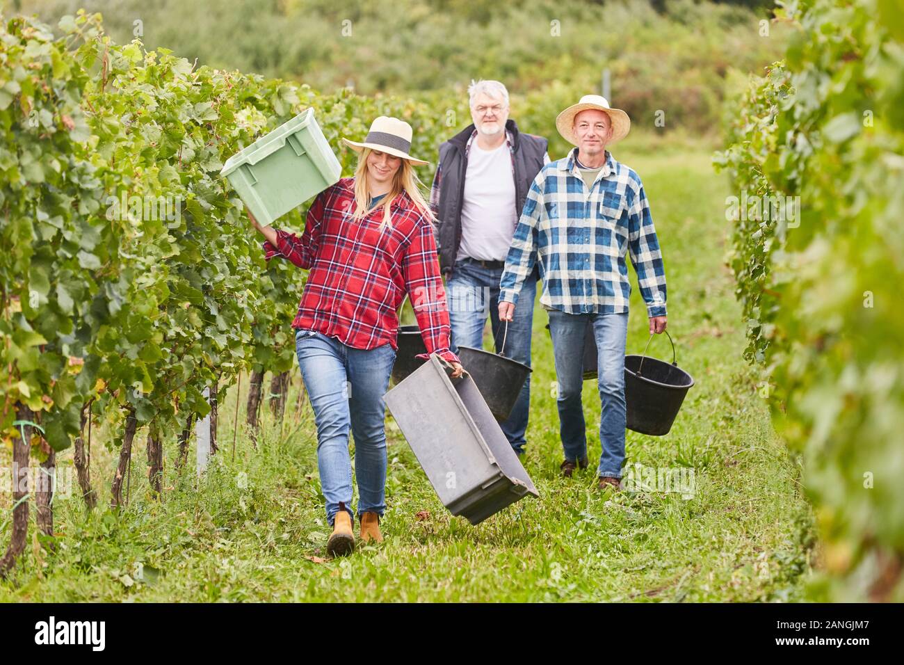 La donna come assistente di raccolto con altri lavoratori stagionali la raccolta di vino in vigna Foto Stock