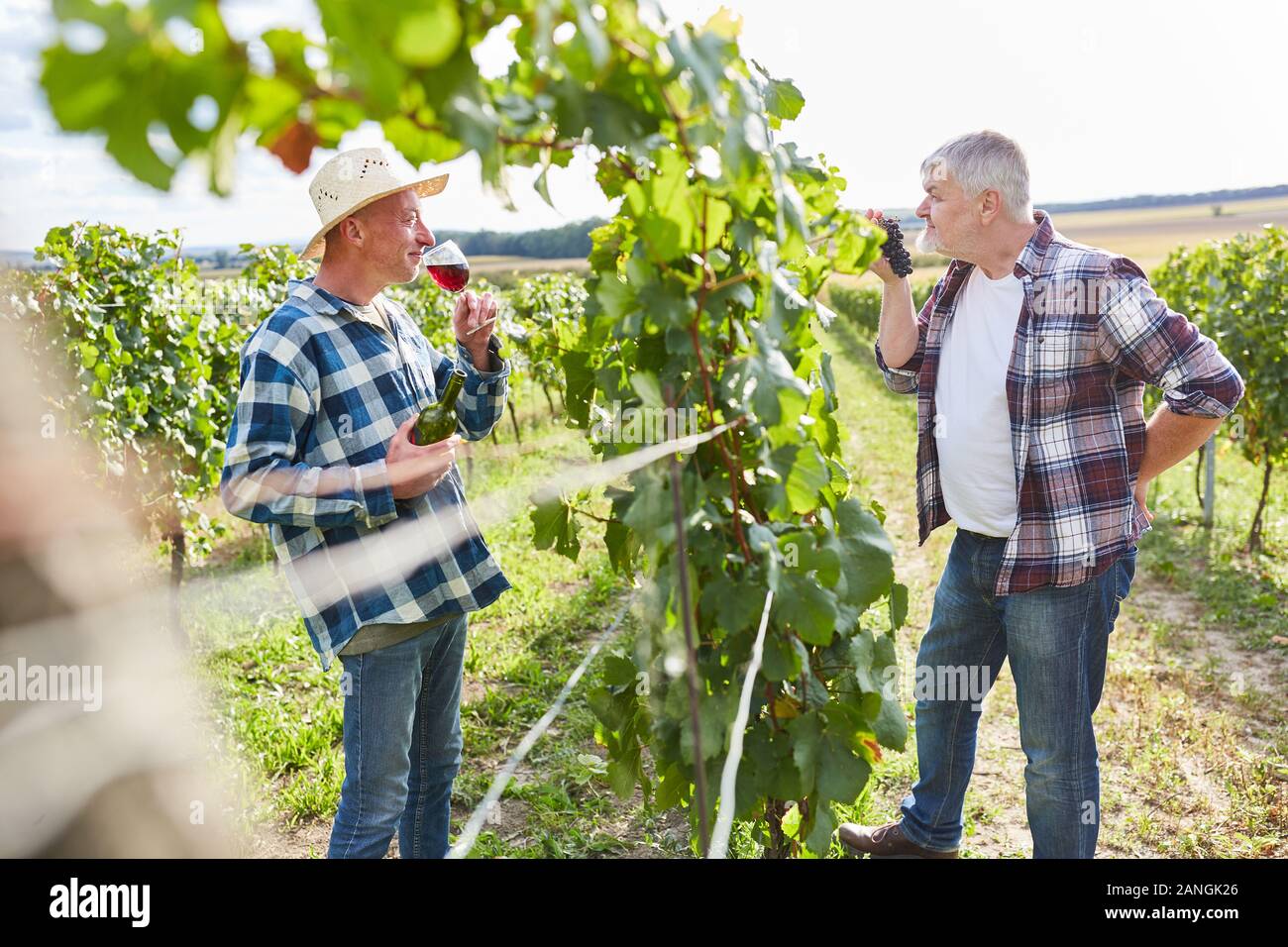Due i viticoltori avente una degustazione di vino in vigna durante il raccolto Foto Stock