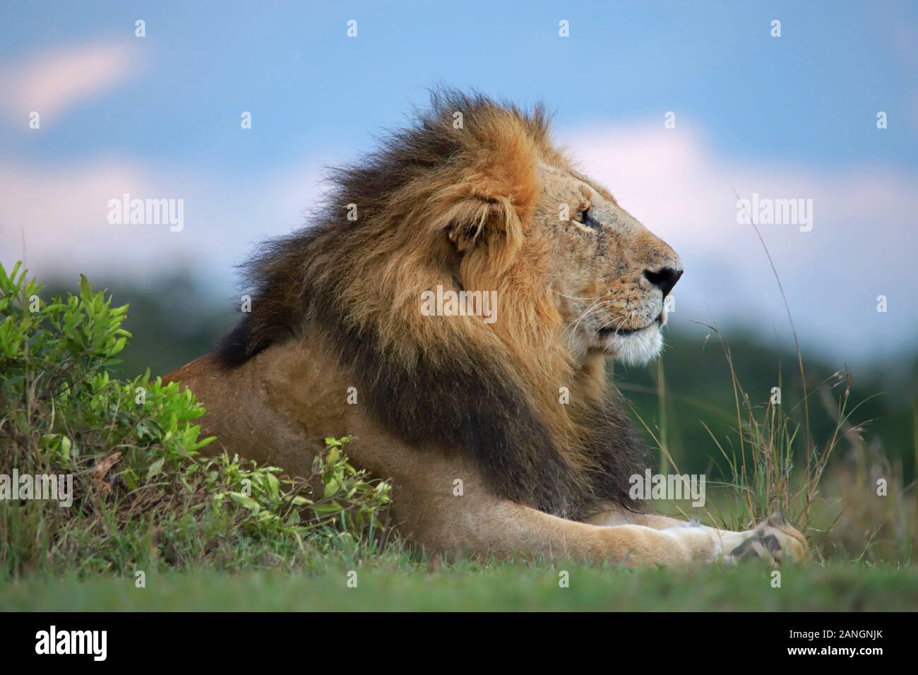 African Lion maschio lato verticale, Panthera leo, il Masai Mara riserva nazionale, Kenya Foto Stock