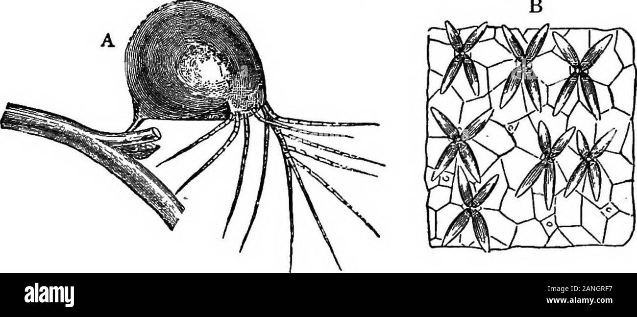 Il encyclopdia britannica; un dizionario delle arti, delle scienze della letteratura e informazioni generali . lood-navi, richiedono di essere presi in con-sideration; ancora, il funzionamento offre un eccellente conto ofitself in statistica, e se un chirurgo pratica consiglia un paziente toaccept i suoi rischi il suo avvocato può ben essere seguita. La malattia maligna della prostata è distinto da senileglandular allargamento dalla rapidità della sua crescita, dall'freenessof il sanguinamento che è associato con l'introduzione di un catetere,e dalla forte spreco che l individuo subisce. Onu-fortunatamente da Foto Stock