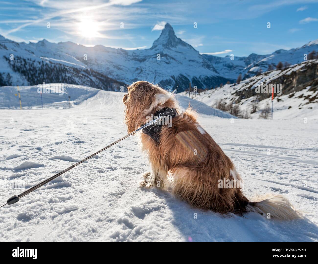 Udienza cocker spaniel in mostra nella parte anteriore del Cervino in Zermatt nelle Alpi Svizzere Foto Stock