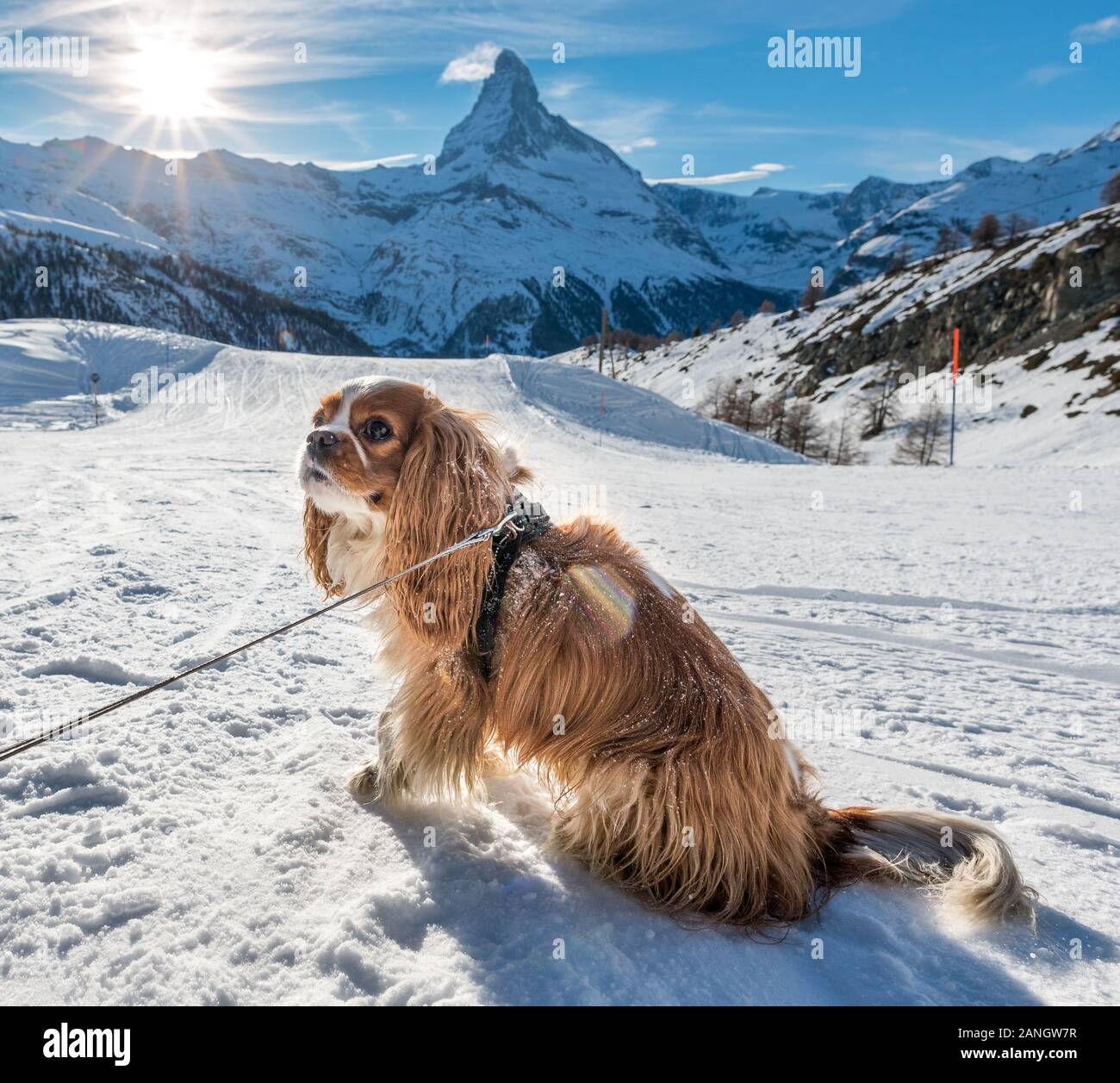 Udienza cocker spaniel in mostra nella parte anteriore del Cervino in Zermatt nelle Alpi Svizzere Foto Stock