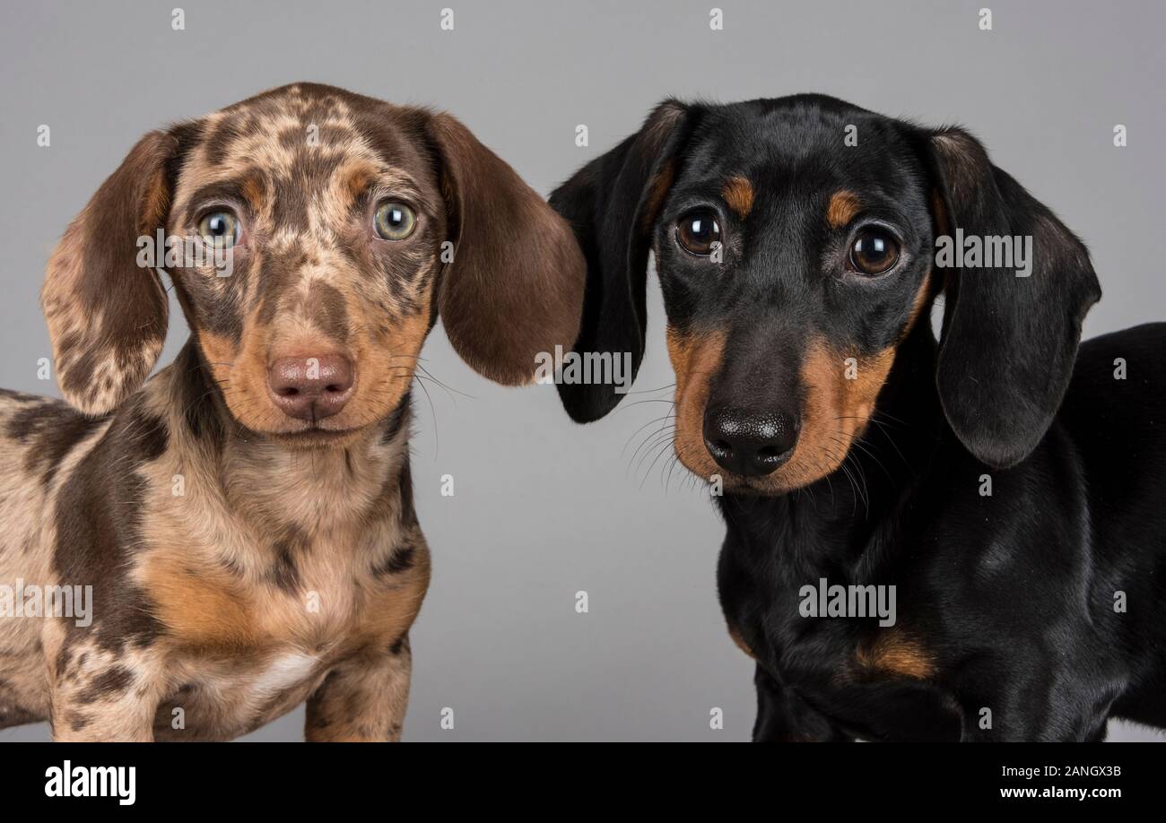 Doppio problema! Amici doggy nel Regno Unito Foto Stock