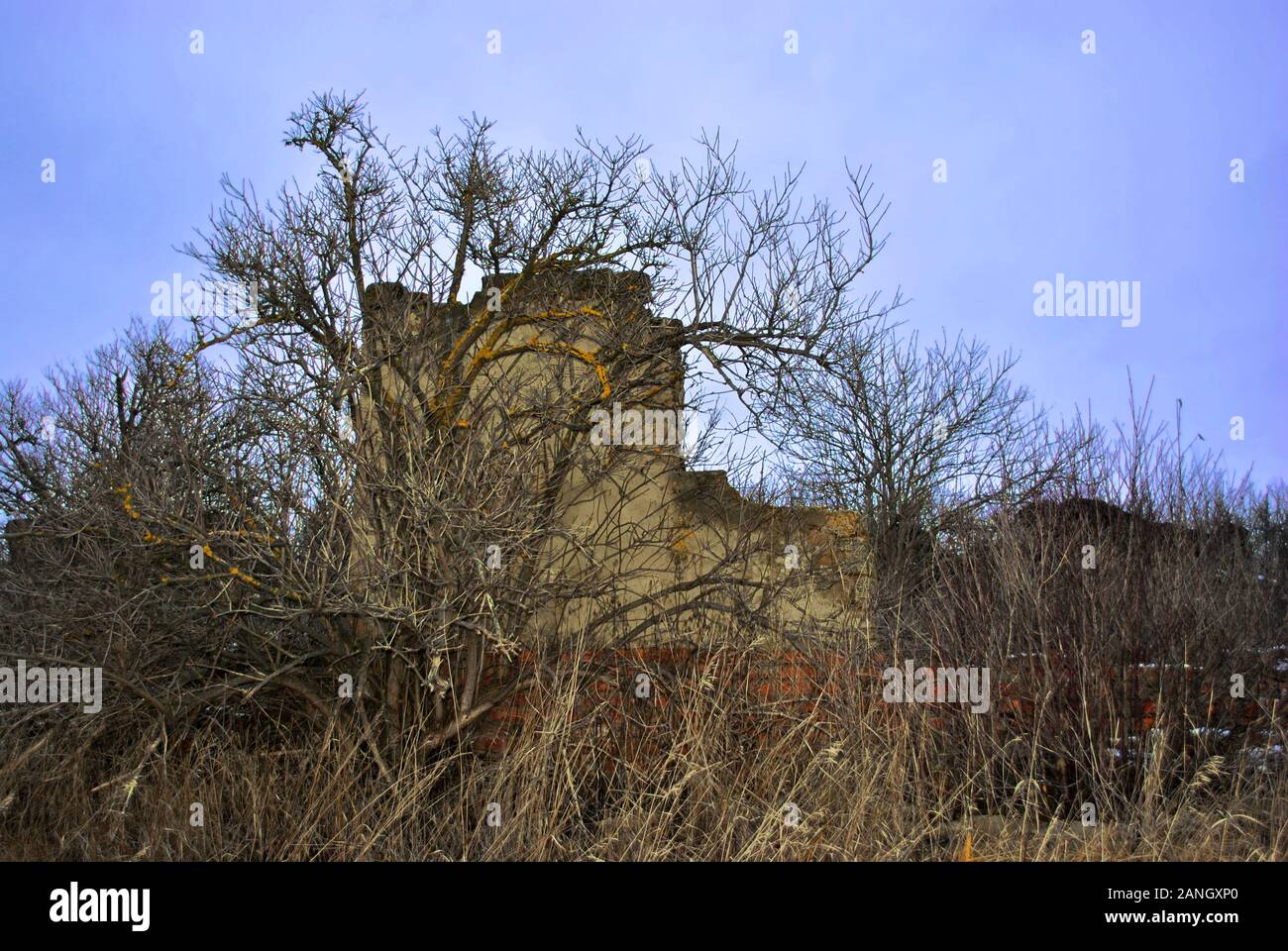 Crimea coquina blocchi di roccia rovinato farm muri a secco di erba spiovente glade, cespugli di bacche di sambuco senza foglie, blu cielo chiaro sfondo Foto Stock