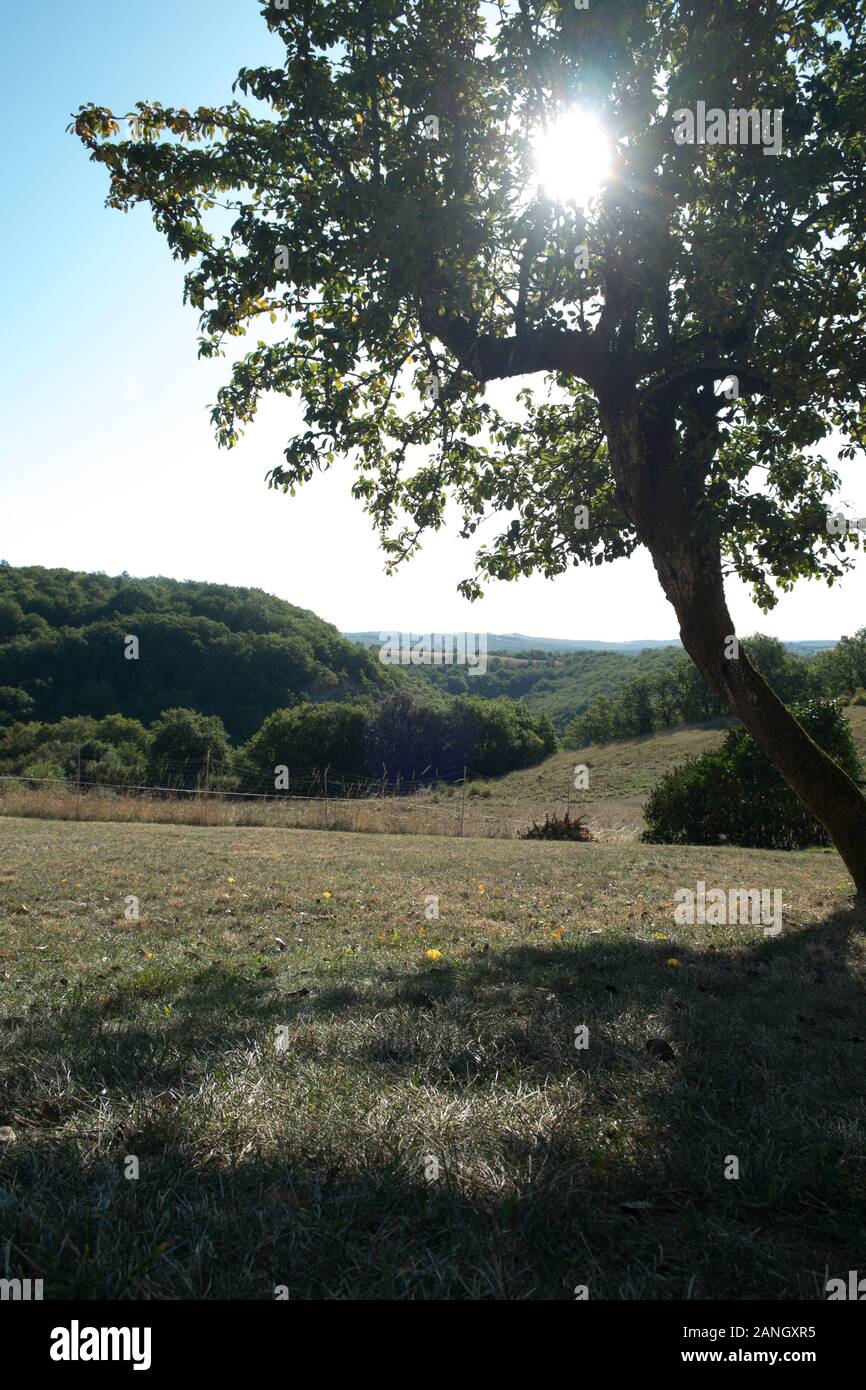 Apple albero in un giardino aperto con montagne dietro Foto Stock