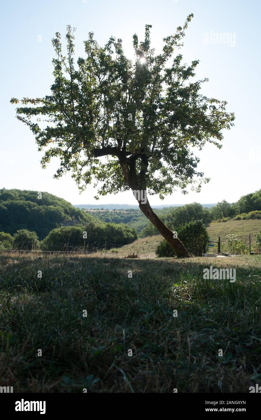 Apple albero in un giardino aperto con montagne dietro Foto Stock