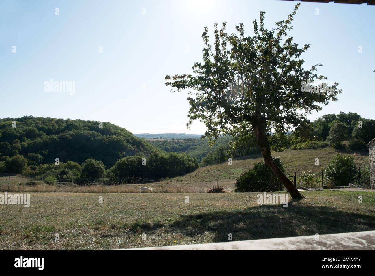 Apple albero in un giardino aperto con montagne dietro Foto Stock