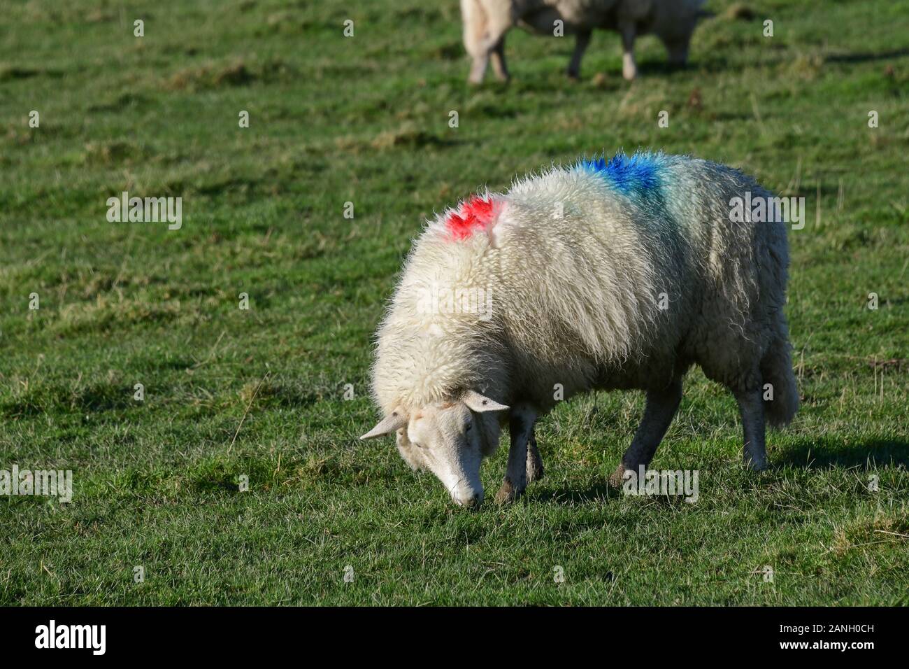 Pecore di montagna gallese che pascolano in un campo di erba verde fresca Foto Stock