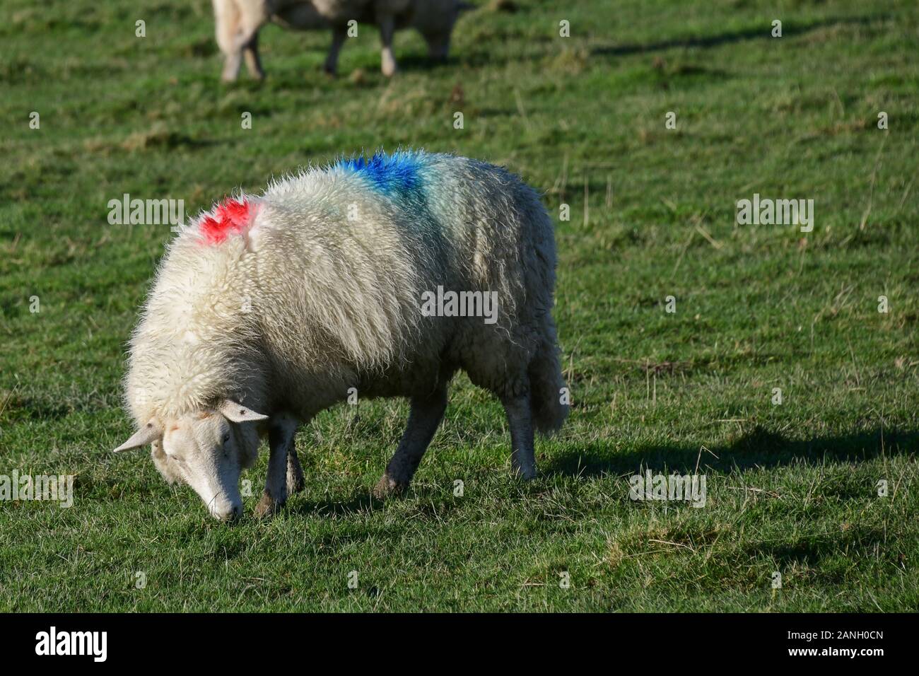 Pecore di montagna gallese che pascolano in un campo di erba verde fresca Foto Stock