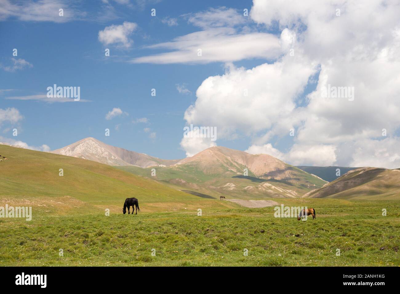 Cavalli al pascolo nei pressi di Song Kol in Kirghizistan Foto Stock