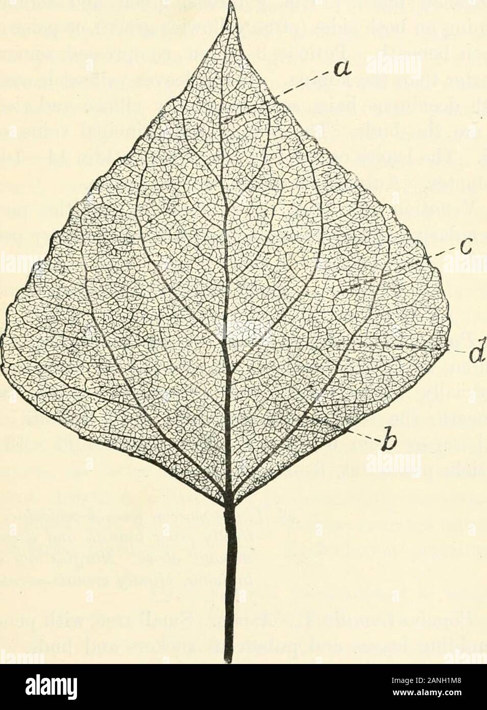 Alberi; un manuale di foresta-botanica per i boschi e il laboratorio . Fig. 95. un pioppo nero, Populus nigra ; b Populus canadensis, p. 263 (Sc). Pioppo nero 263 Populus nigra, L. pioppo nero (Figg. 95 e 96).grande albero, spargimento o (var. pyramidalis) fastigiate, withloosely appeso il fogliame. Foglie di forma triangolare o sub-orbicular-. Fig. 96. Pioppo nero, Populus nigra. Venatura pinnate con pseudo-palmate base. un controfiletto ; b secondario basale; c terziari ; rete d ofterminals, &c, p. 263 (ETT). cuoriformi, al muscolo deltoide o ampia-ovali, rastremata acuminate;spesso sub-romboidale e più ampio rispetto a lungo, Foto Stock