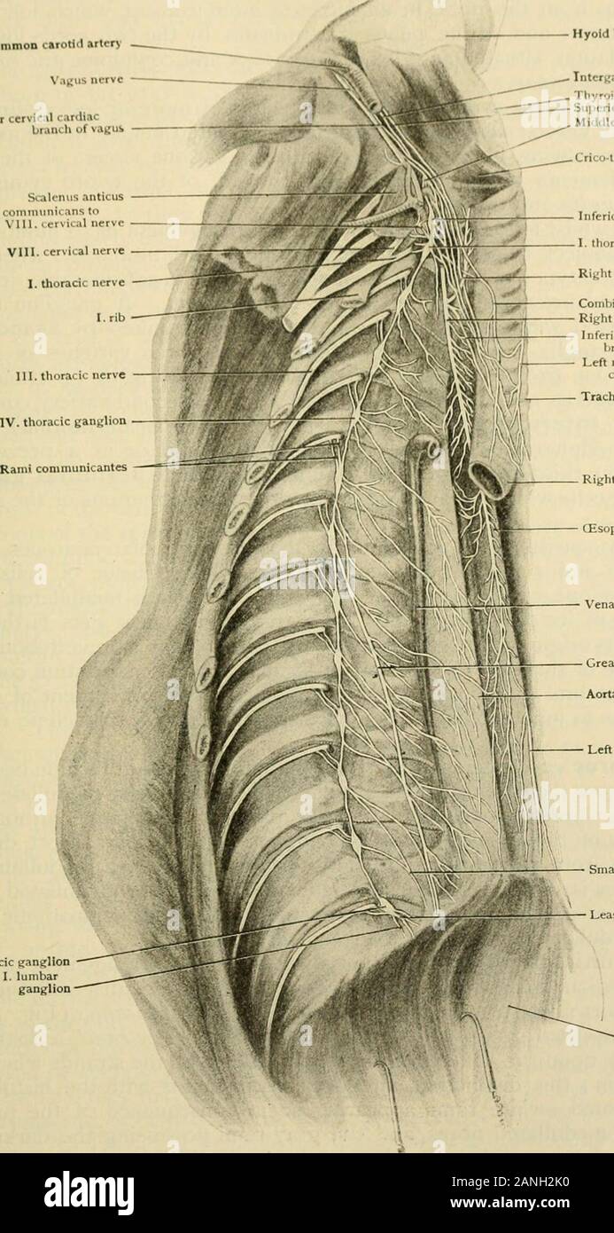 Anatomia Umana, tra cui la struttura e lo sviluppo e considerazioni di ordine pratico . Schema showitig costituzione del sistema simpatico; spinalefferents sono nero ; efferciits simpatico sono rosso; simpatico (vis-ceral) aSerents sono blu; 6C, midollo spinale; AR, PR, anteriore andposterior radice del nervo spinale ; SG, ganglio spinale ; annuncio, /Z.anteriorand posteriore divisioni primaria; liR, GR, bianco e grigio ramicommunicantes. GC, j,angliated corda; SyG^ i gangli simpatici;CG, cervicale ganglio simpatico ; PvG, SnbG, TrG, prevertebral,controllata e il terminale nei gangli; SpKf, efferents splancnico; SoEf,s Foto Stock