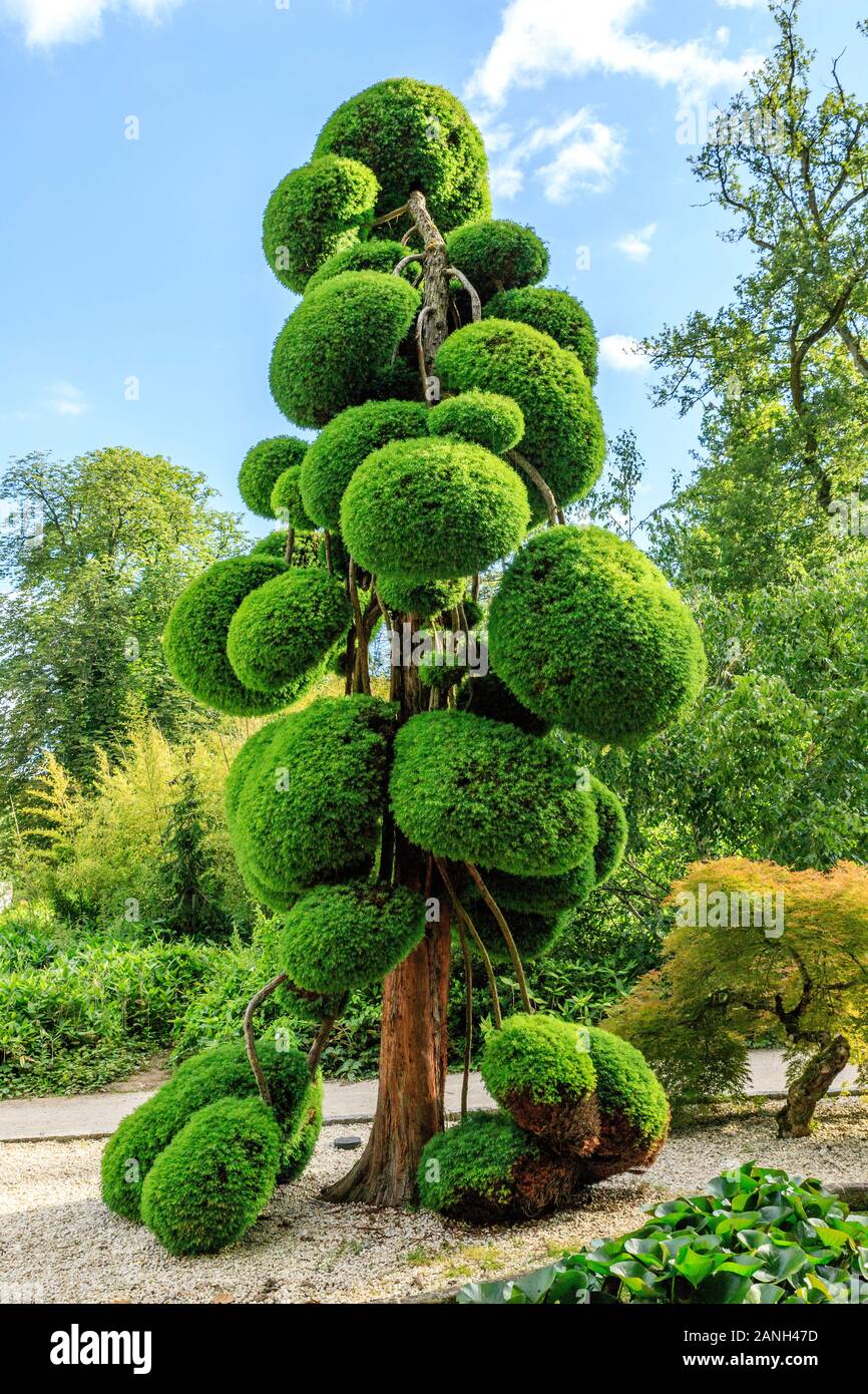 Cryptomeria japonica 'Elegans', scultura albero o niwaki, Francia, Loiret, Orleans, Orleans-la-sorgente, il Parc Floral de la Source // Cryptomeria japo Foto Stock
