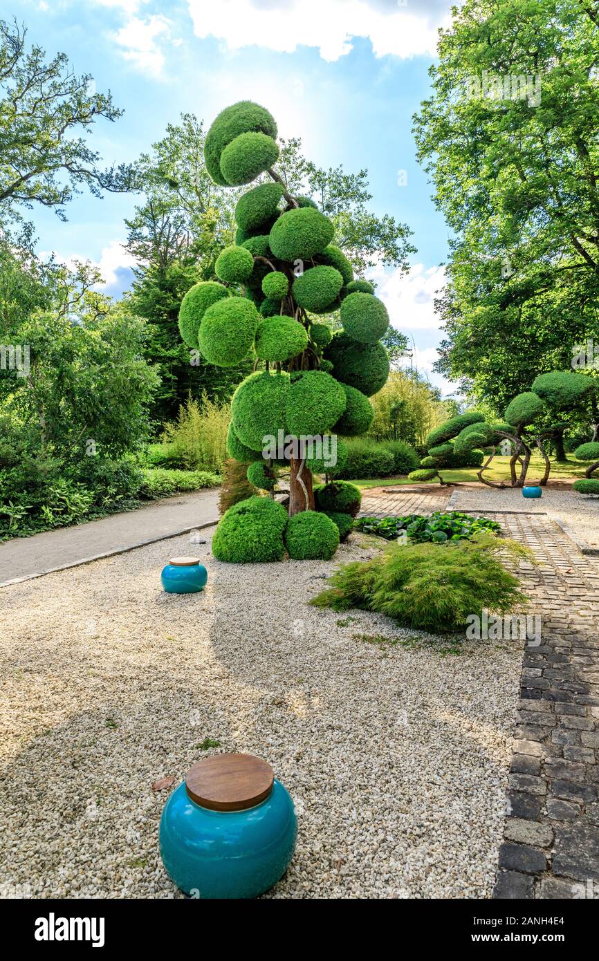 Cryptomeria japonica 'Elegans', scultura albero o niwaki, Francia, Loiret, Orleans, Orleans-la-sorgente, il Parc Floral de la Source // Cryptomeria japo Foto Stock