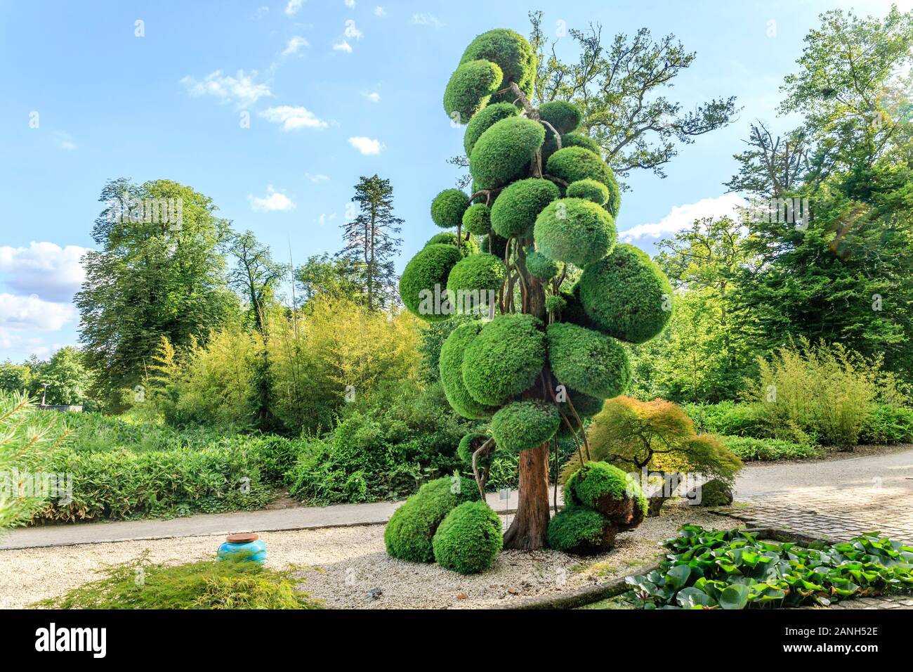 Cryptomeria japonica 'Elegans', scultura albero o niwaki, Francia, Loiret, Orleans, Orleans-la-sorgente, il Parc Floral de la Source // Cryptomeria japo Foto Stock
