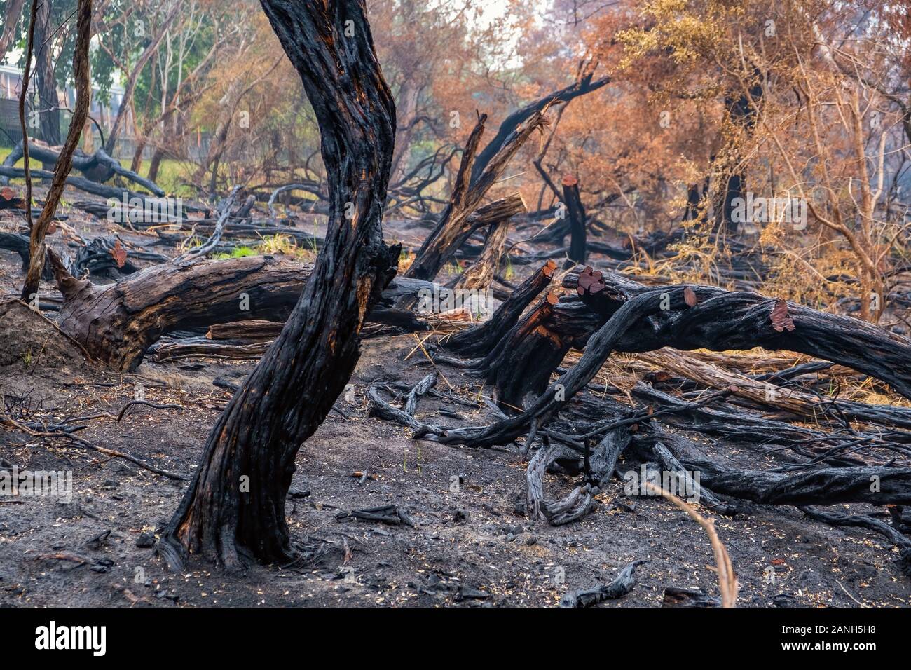 Bruciati tronchi di alberi e vegetazione in Australia Foto Stock