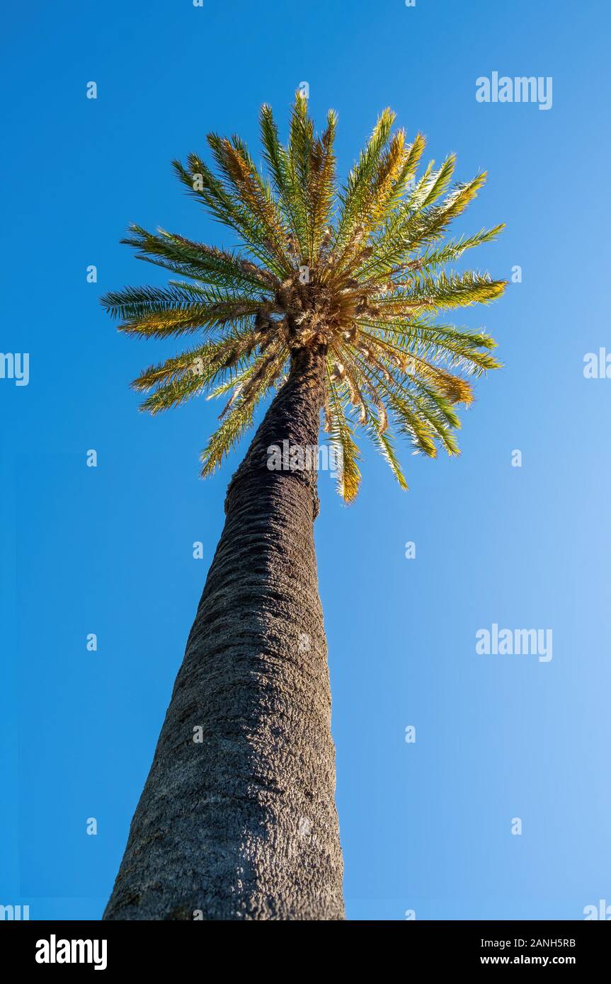 Alta palma contro il cielo blu - immagine verticale Foto Stock