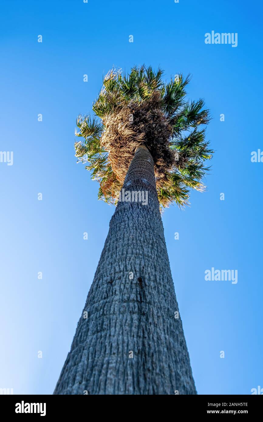 L'immagine verticale di alta palma nel diminuire prospettiva contro il cielo blu Foto Stock