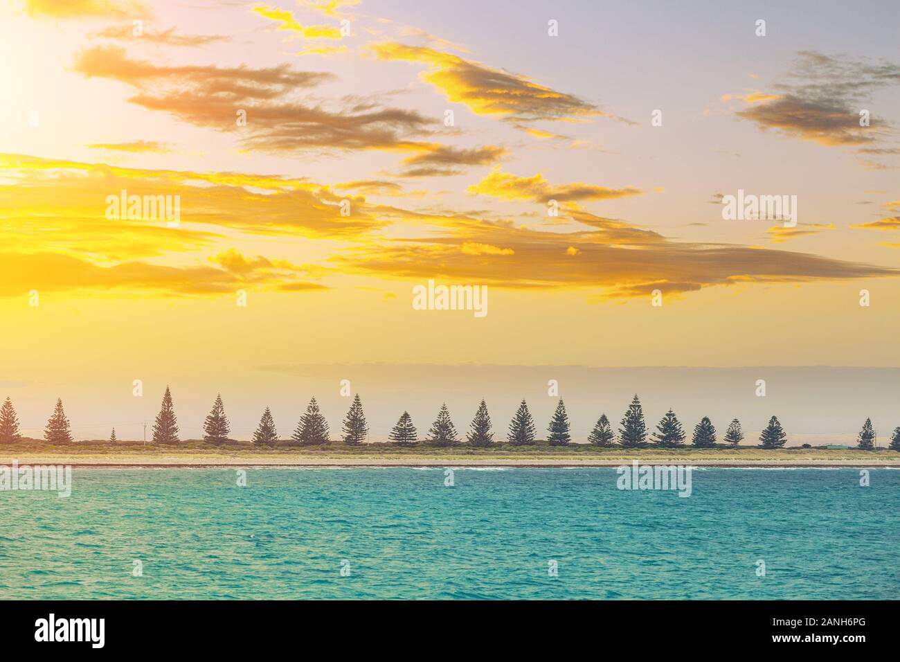 Fila di bellissimi alberi di conifere su ocean shore al tramonto - scenic paesaggio minima Foto Stock